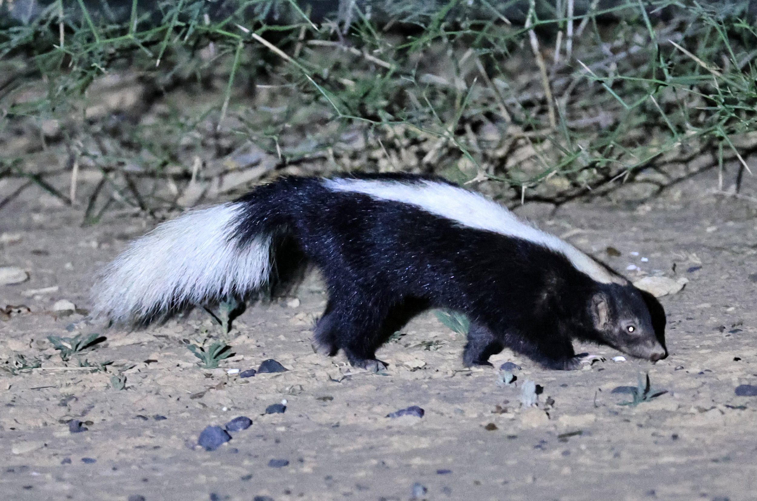 Molina's Hog-nosed Skunk (Conepatus chinga) Estancia Campo'í Paraguay (153).jpg