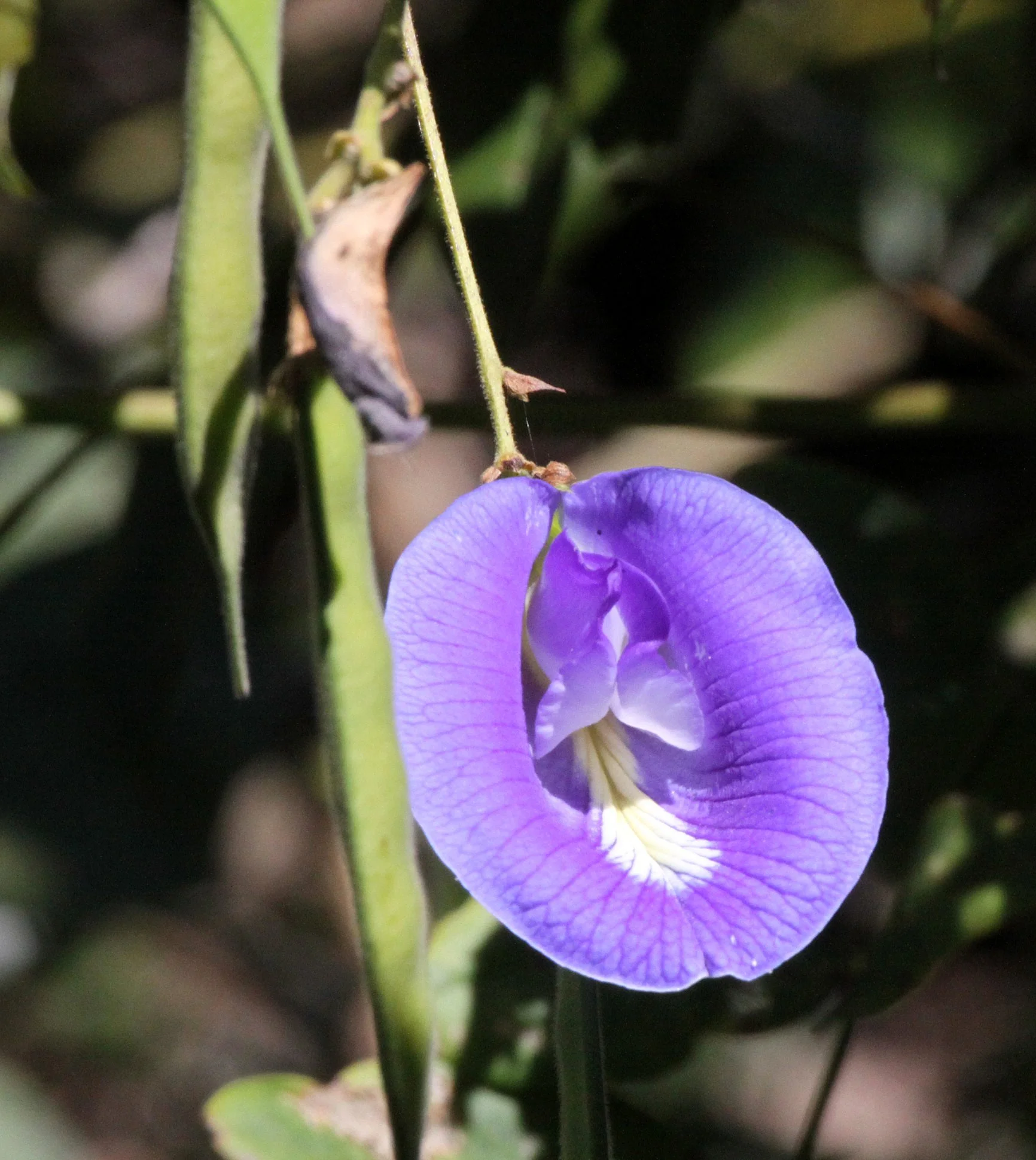 PLANT - CLITORINA SPECIES - ANKARANA NATIONAL PARK MADAGASCAR (3).JPG