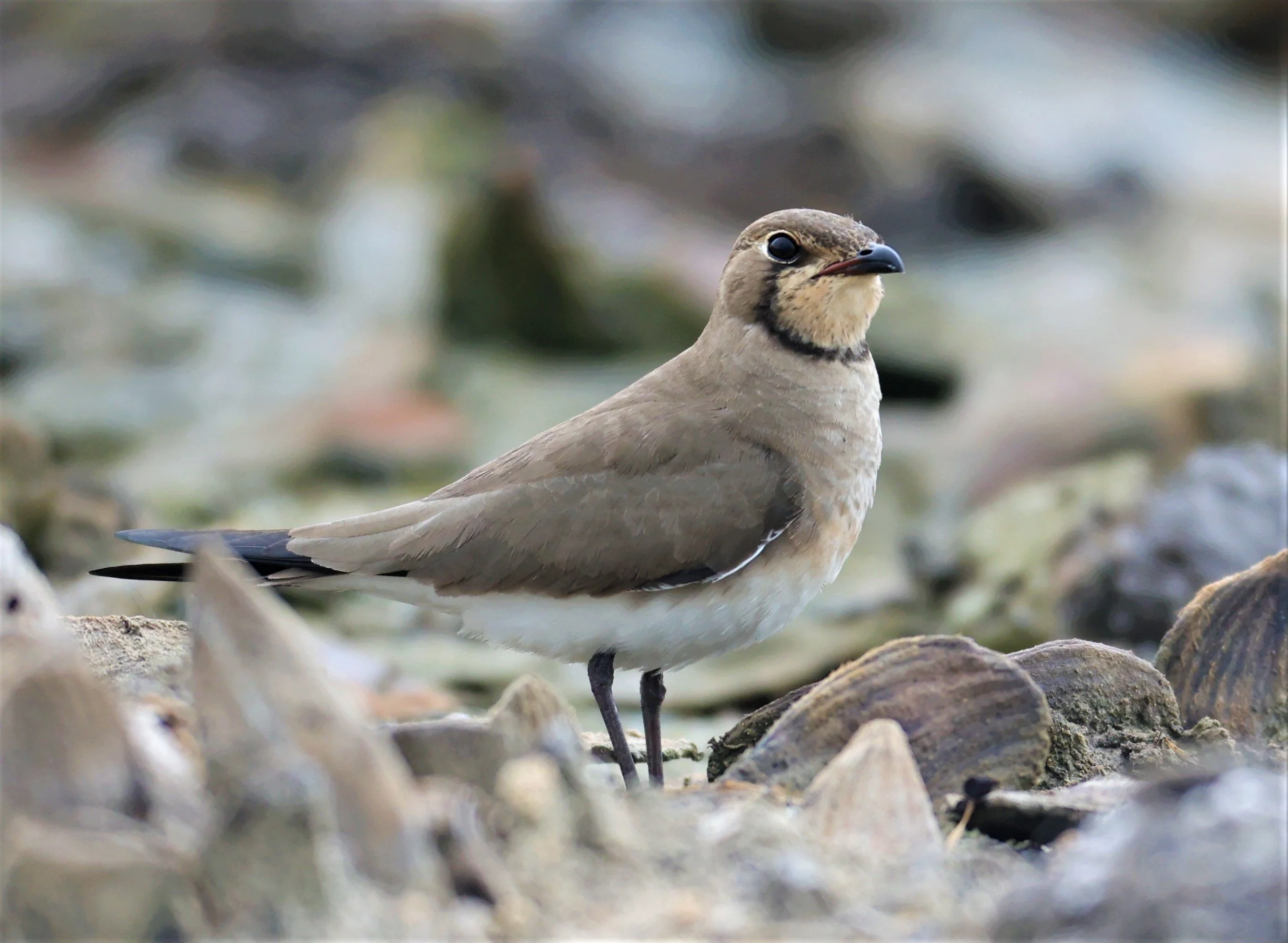 PRATINCOLE - ORIENTAL PRATINCOLE - Glareola maldivarum - BANG KHAEM NAKHON PATHOM PROVINCE 22 OCT 2021 (5).jpg
