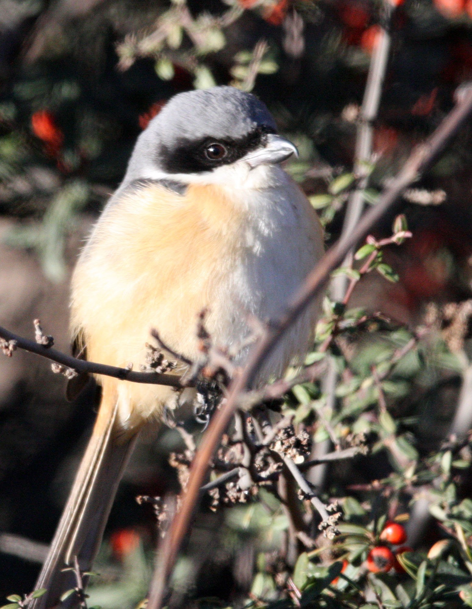 Grey-backed Shrike (Lanius tephronotus) Lijiang Yunnan in surrounding highlands (8).JPG