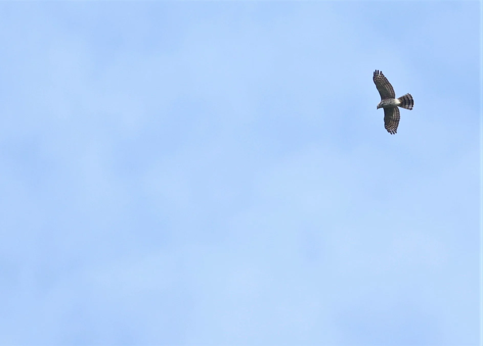 GOSHAWK - CRESTED GOSHAWK - Accipiter trivirgatus - KAENG KRACHAN NATIONAL PARK 16 OCT 2021 (1).jpg