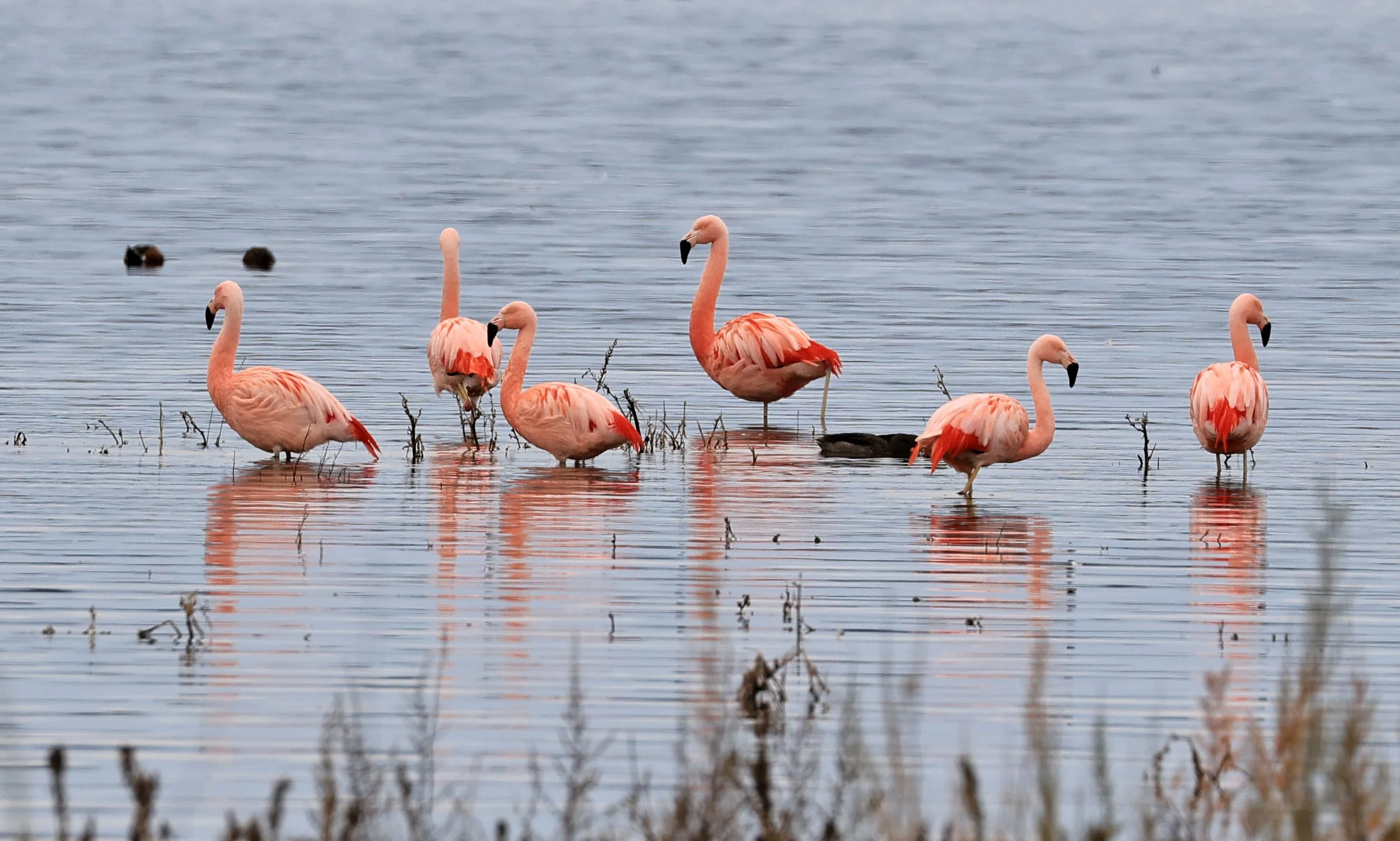 Chilean Flamingo (Phoenicopterus chilensis) Lagunas del Ornitólogo, Trelew Argentina (89).jpg