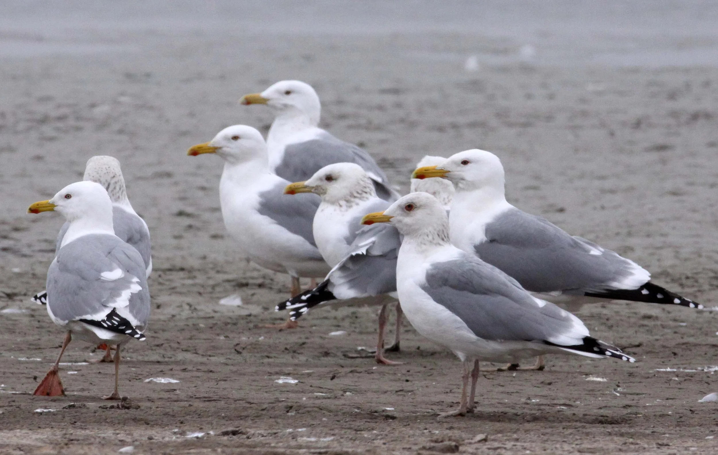 BIRD - GULL - HUEGLIN'S GULL- YANCHENG CHINA (9).JPG