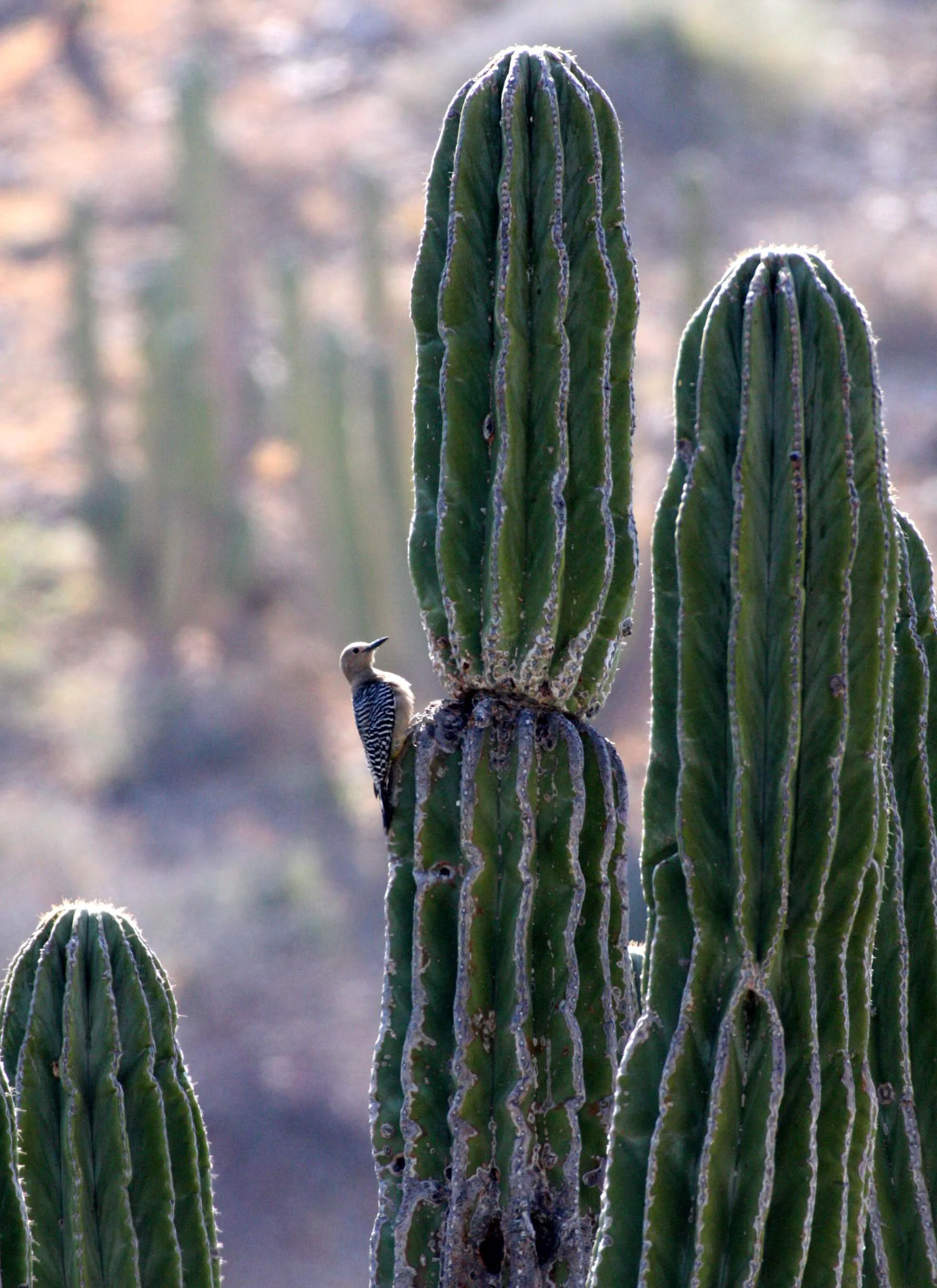 BIRD - WOODPECKER - GILA WOODPECKER - ISLA SANTA CATALINA BAJA MEXIO (4).JPG