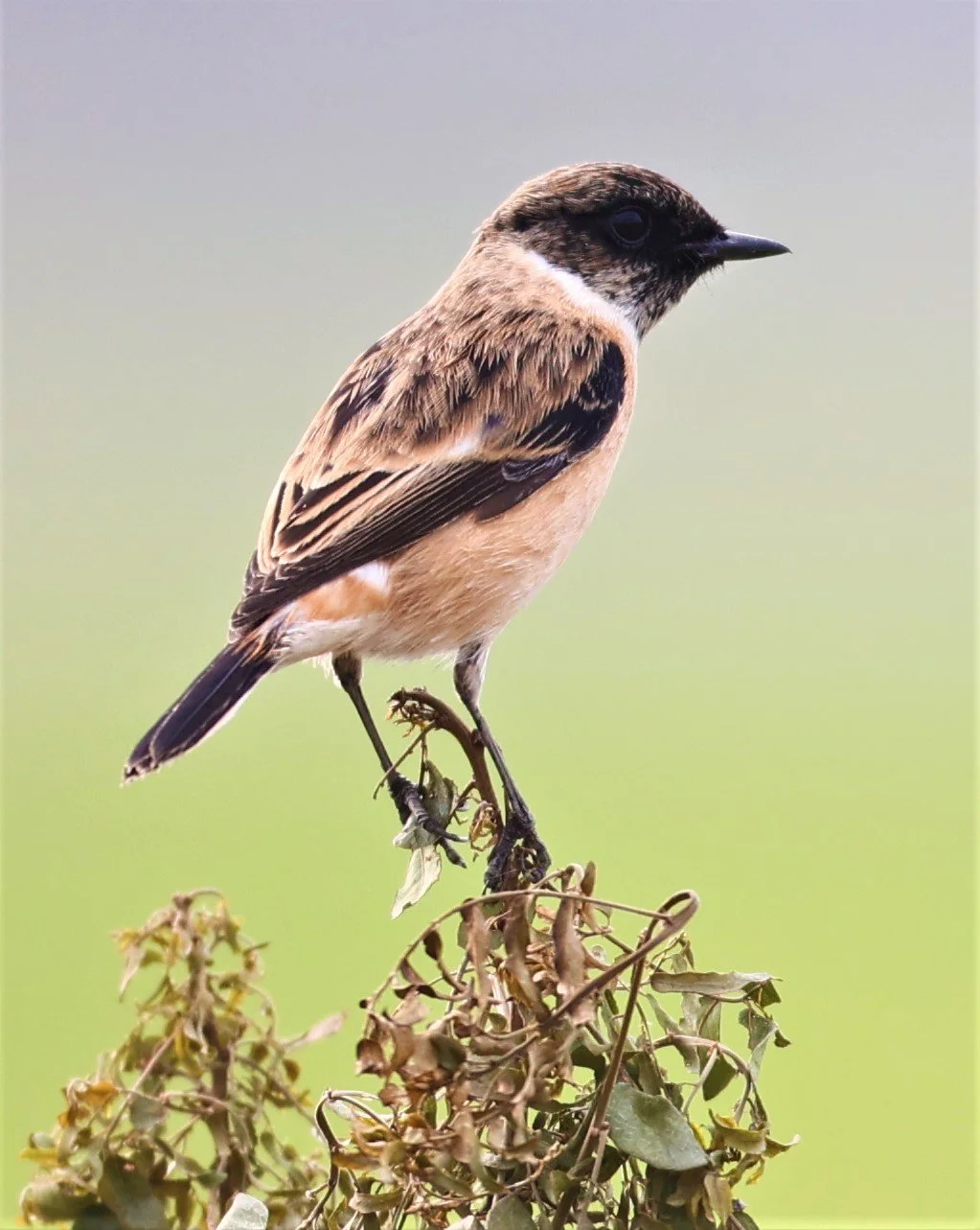 STONECHAT - AMUR (STEJNEGER'S) STONECHAT - Saxicola stejnegeri - PATHUM THANI RICE RESEARCH CENTER 06 NOV 2021 (41).jpg