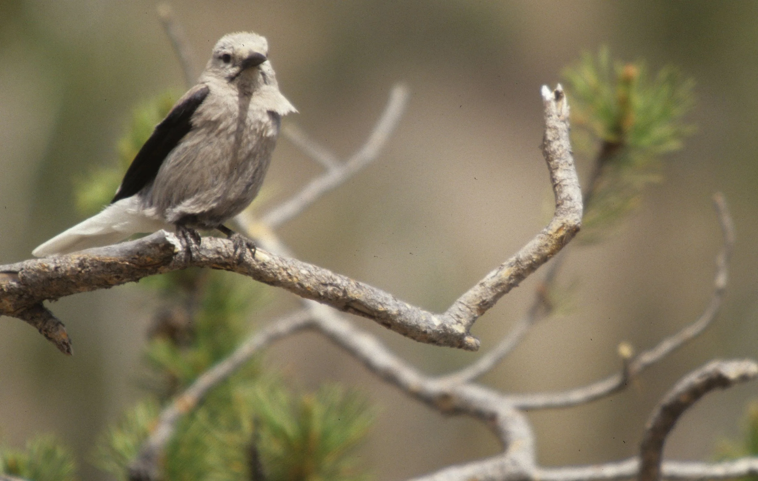 BIRD - NUTCRACKER - CLARKS - OREGON.jpg