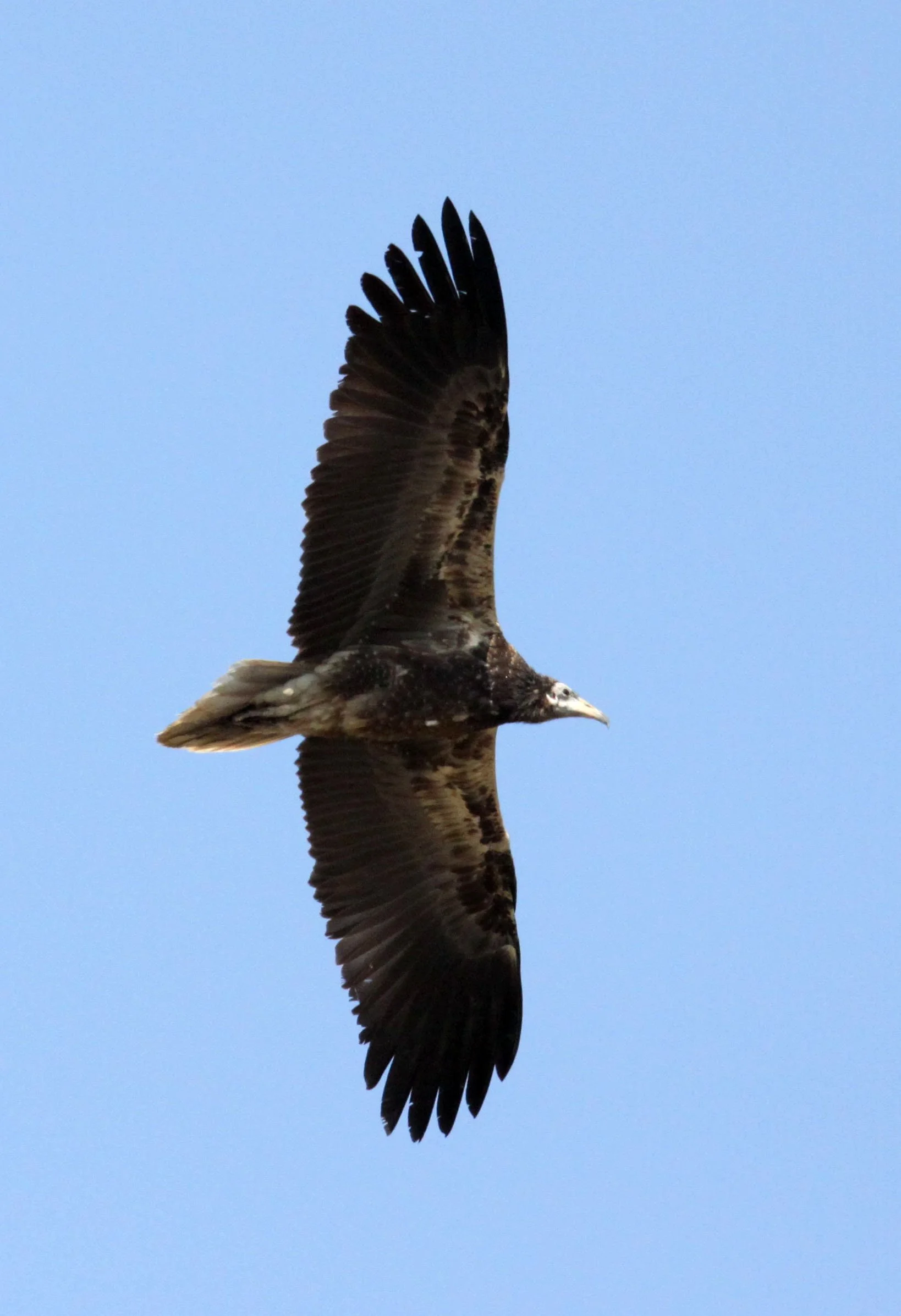 Gyps fulvus - GRIFFON (EUROPEAN GRIFFON) VULTURE - NEAR AHMEDABAD GUJARAT INDIA (13).JPG