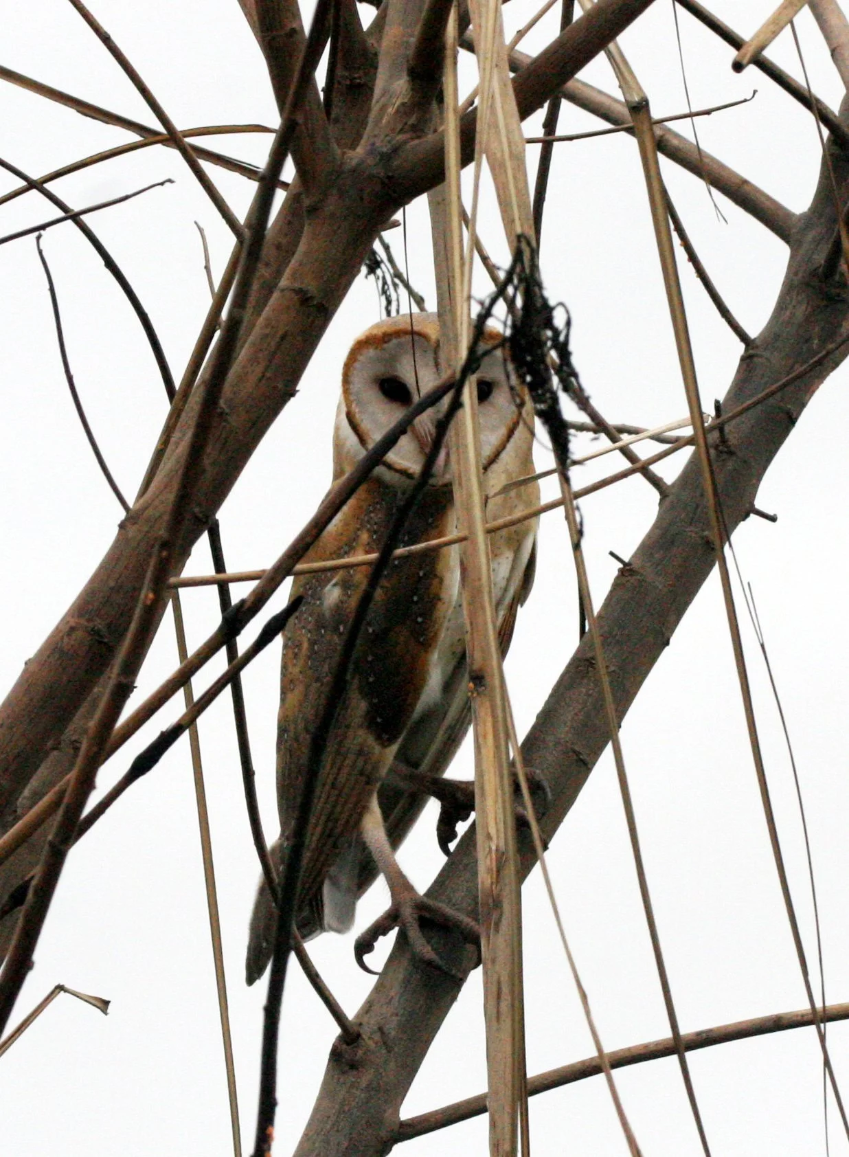 Tyto alba - BARN OWL - BUENG BORAPHET THAILAND (12).JPG