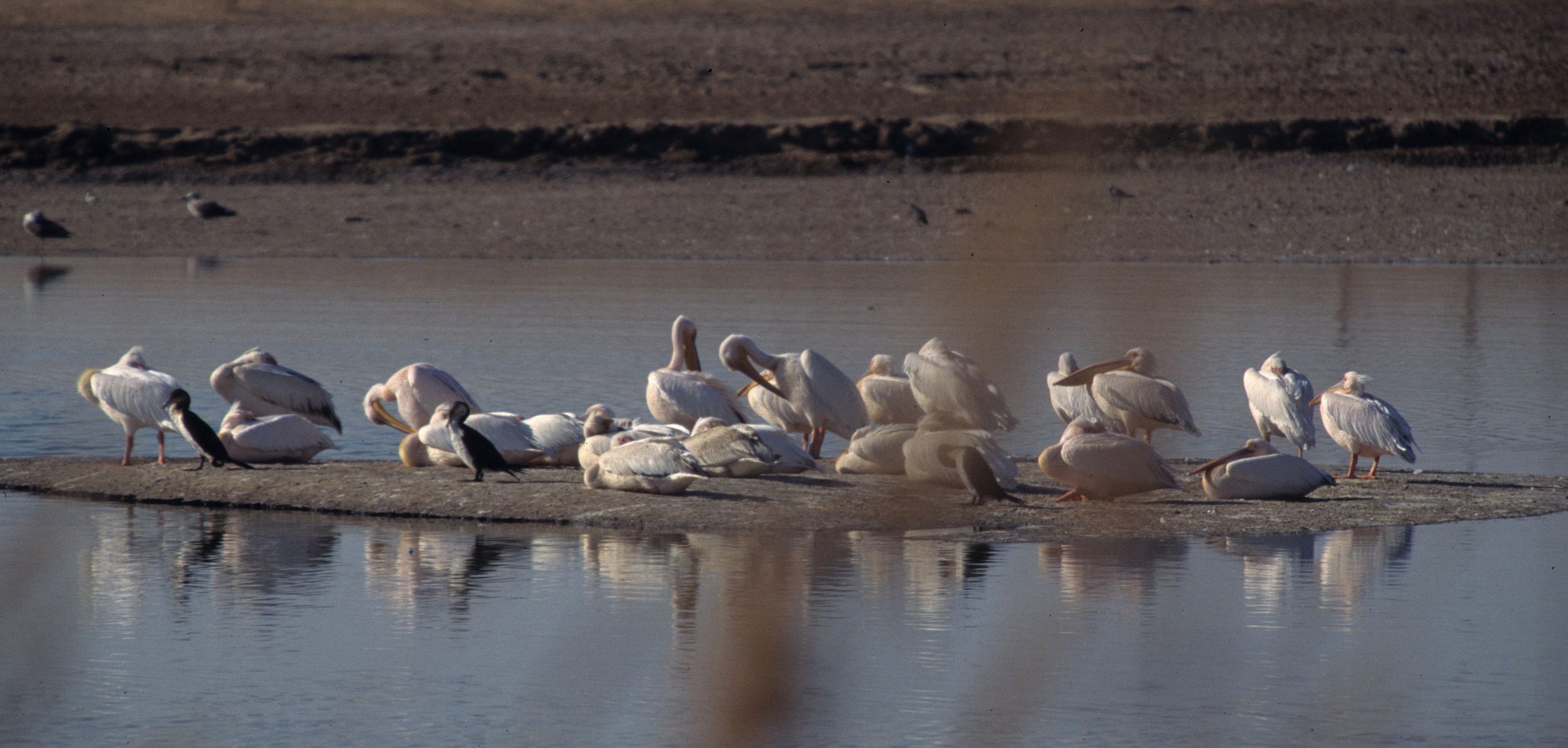 Pelecanus onocrotalus - GREAT AFRICAN WHITE PELICAN - SWAKOPMUND NAMIBIA (16).jpg