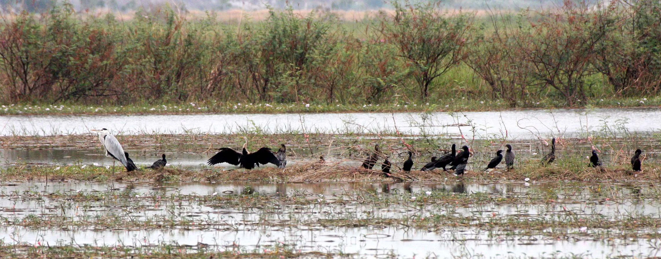 BIRD - DARTER - ORIENTAL DARTER WITH GREY HERON AND LITTLE CORMORANTS - BUENG BORAPHET THAILAND (2).JPG