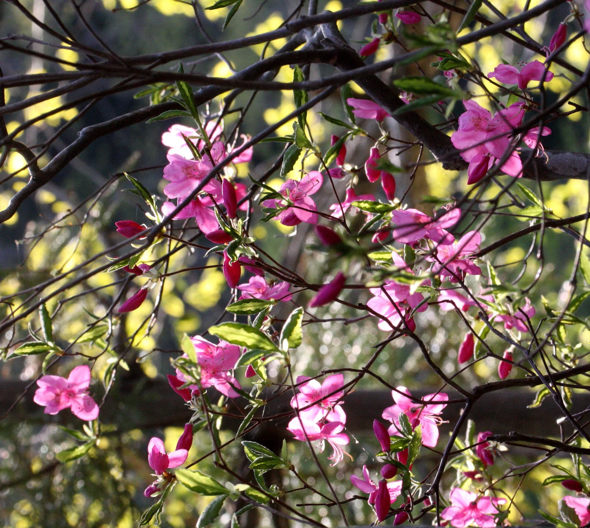 ERICACEAE - RHODODENDRON ALBRECHTI - Murasaki-yashio-tsutsuji - JAPANESE  RHODODENDRON - SHIMOKITA PENINSULA JAPAN (13).JPG