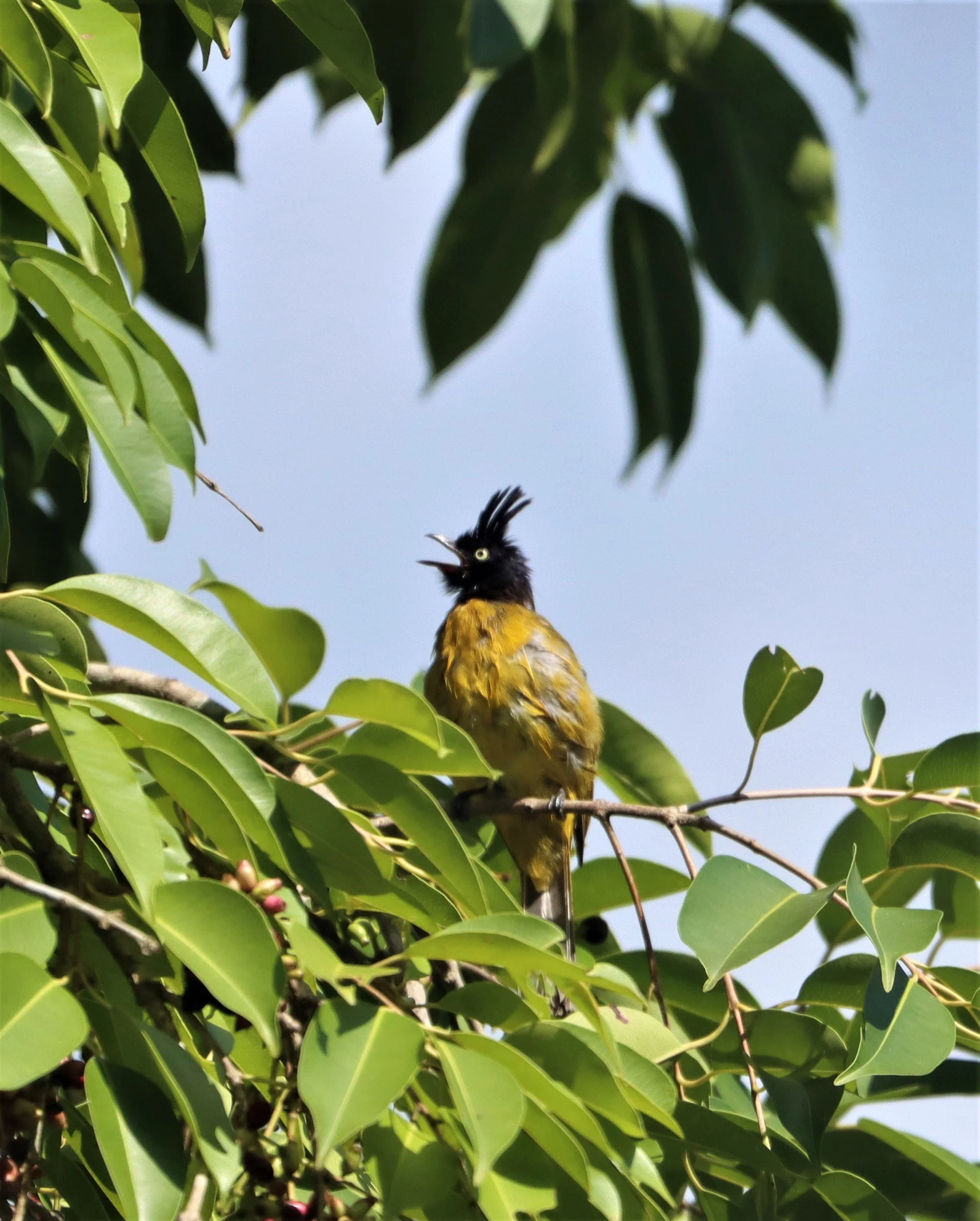 BULBUL - BLACK-CRESTED BULBUL - Pycnonotus melanicterus - KAENG KRACHAN NP THAILAND (46).jpg