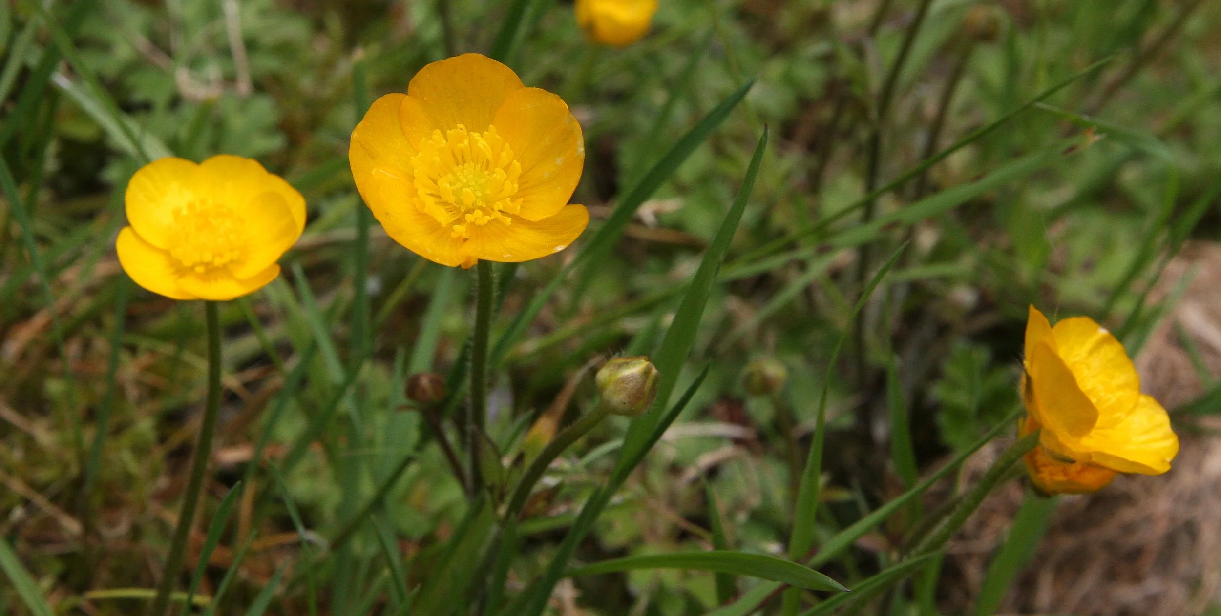 RANUNCULACEAE - RANUNCULUS SPECIES - THOMPSON SOUND BC (2).JPG