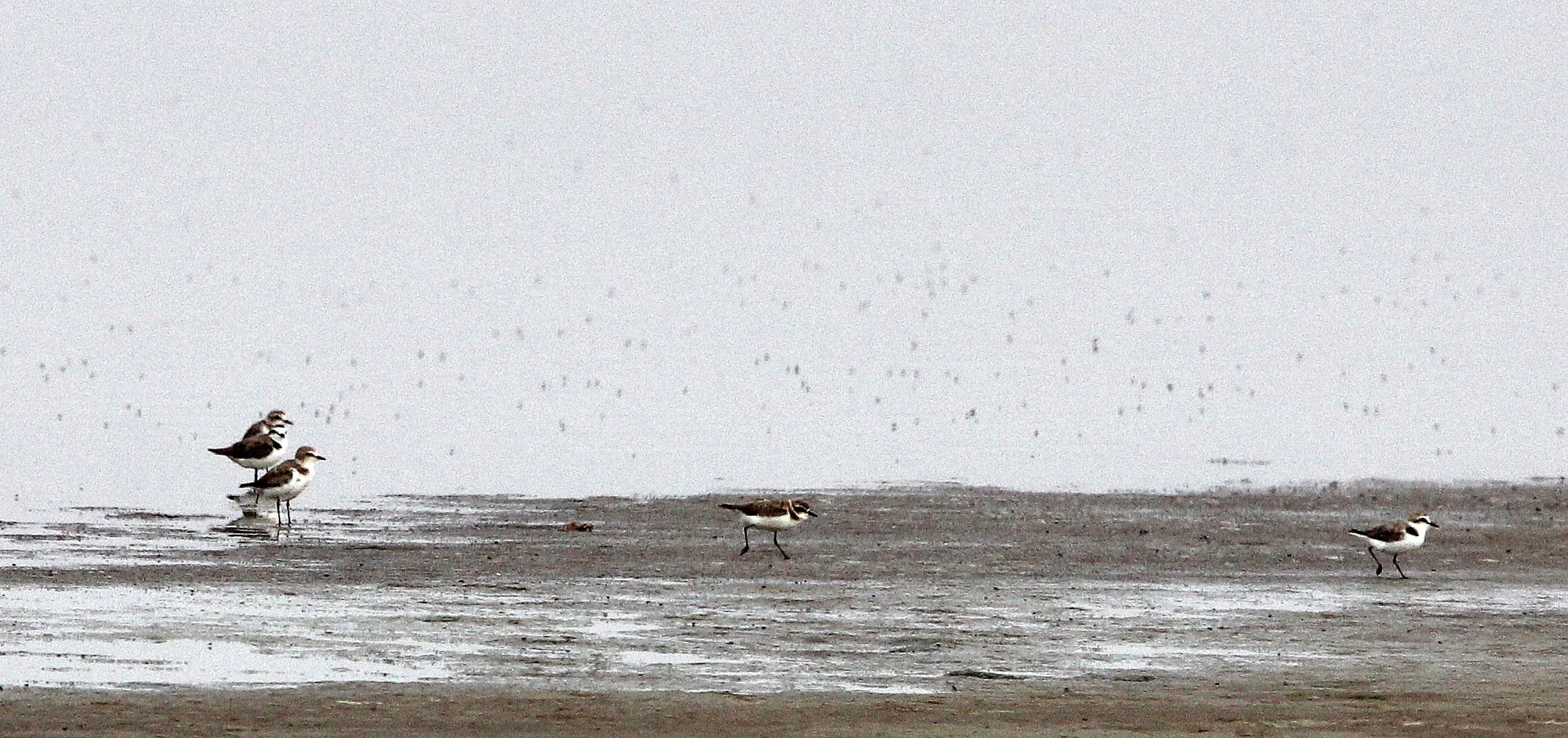 BIRD - PLOVER - KENTISH PLOVER - TUNIS TUNISIA (4).JPG