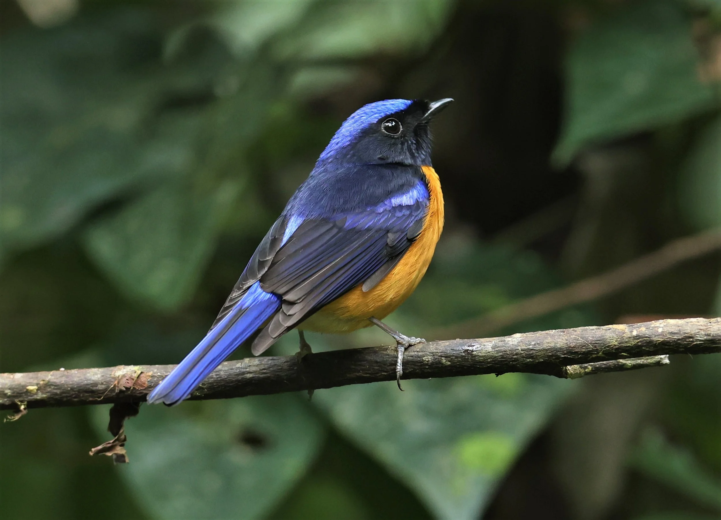 NILTAVA - RUFOUS-BELLIED NILTAVA - Niltava sundar - DOI INTHANON NP CHIANG MAI, DEC 2021 (72).JPG