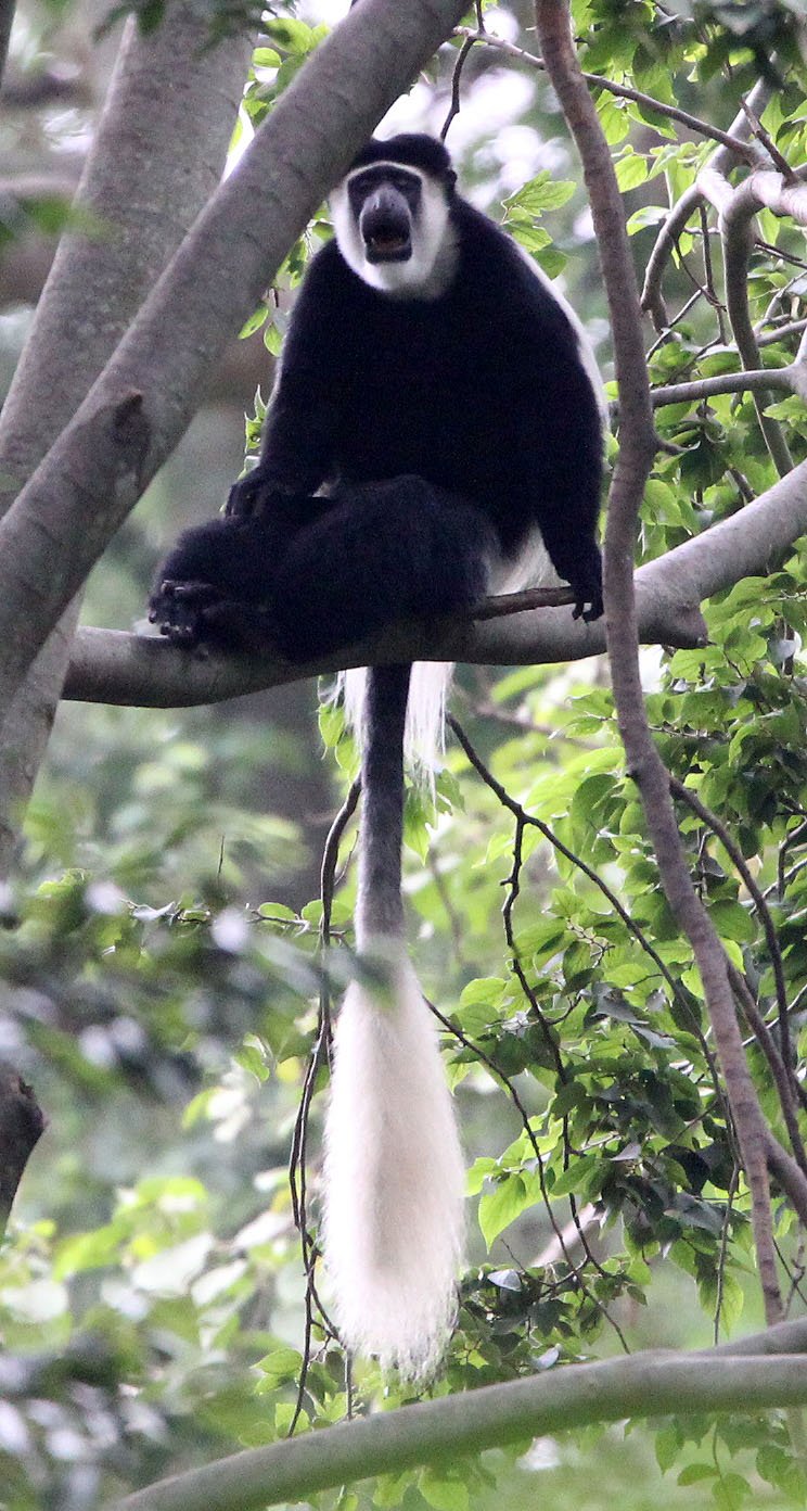CERCOPITHECIDAE - Colobus guereza guereza - OMO RIVER GUEREZA - LANGANO LAKE ETHIOPIA (38).JPG