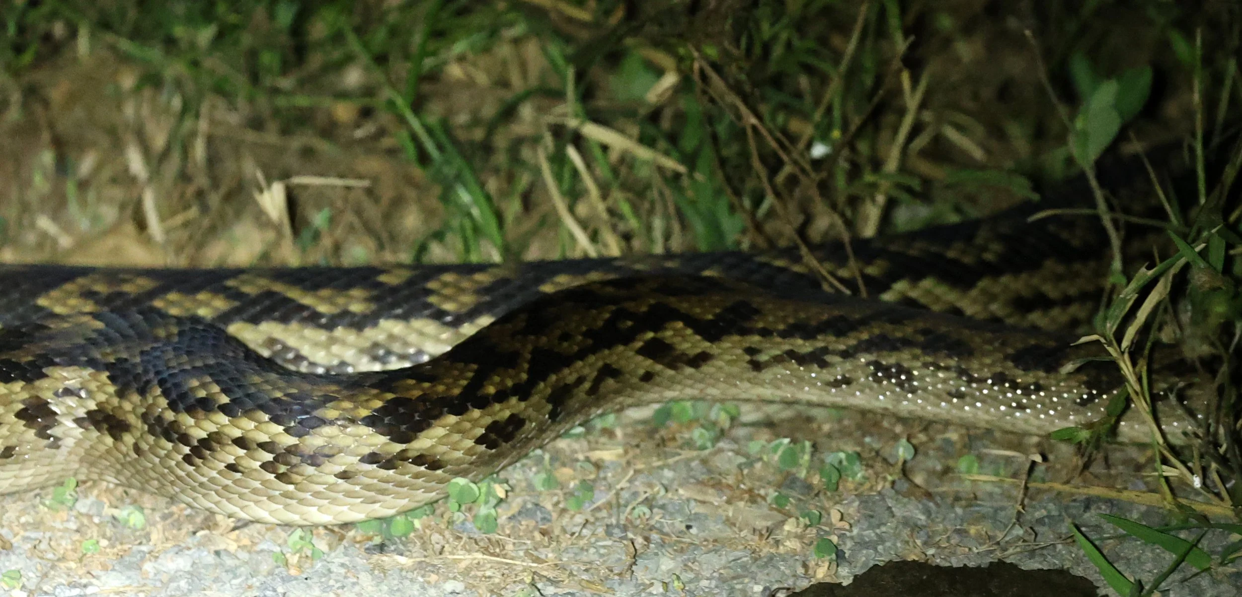 Amethystine or Australian Scrub Python (Simalia kinghorni) Road to Lions Den Restaurant - Queensland (1).jpg