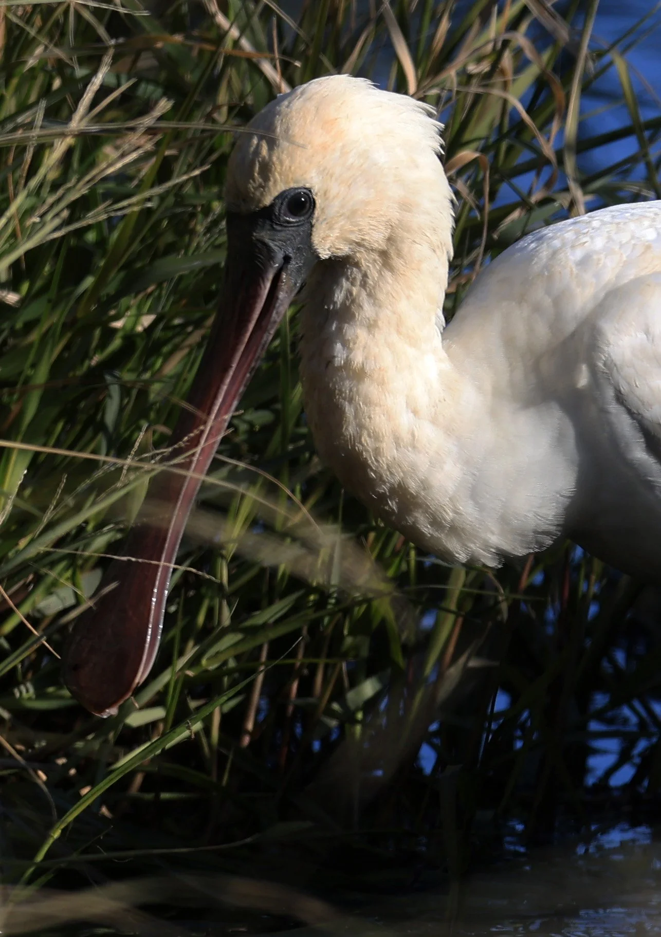 Black-faced Spoonbill (Platalea minor) Izumi Crane Center and Fields Izumi Kagoshima Japan (42).jpg