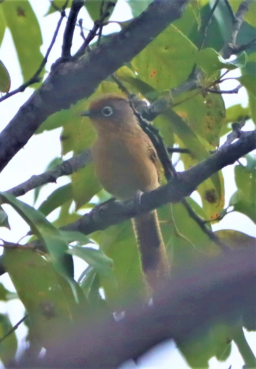 BARWING - SPECTACLED BARWING - Actinodura ramsayi - DOI LANG CHIANG MAI (16).jpg