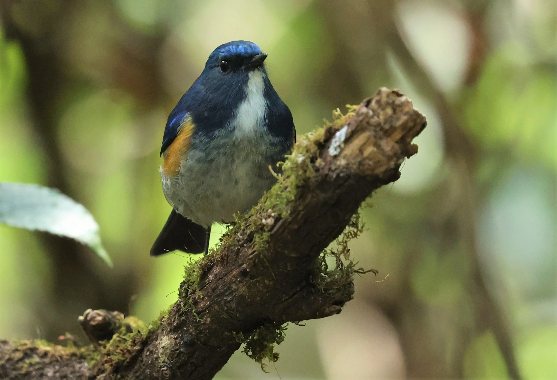 BLUETAIL - HIMALAYAN BLUETAIL - Tarsiger rufilatus - DOI PHA HOM POK NP DOI LANG EAST FEB 2022 (87).jpg