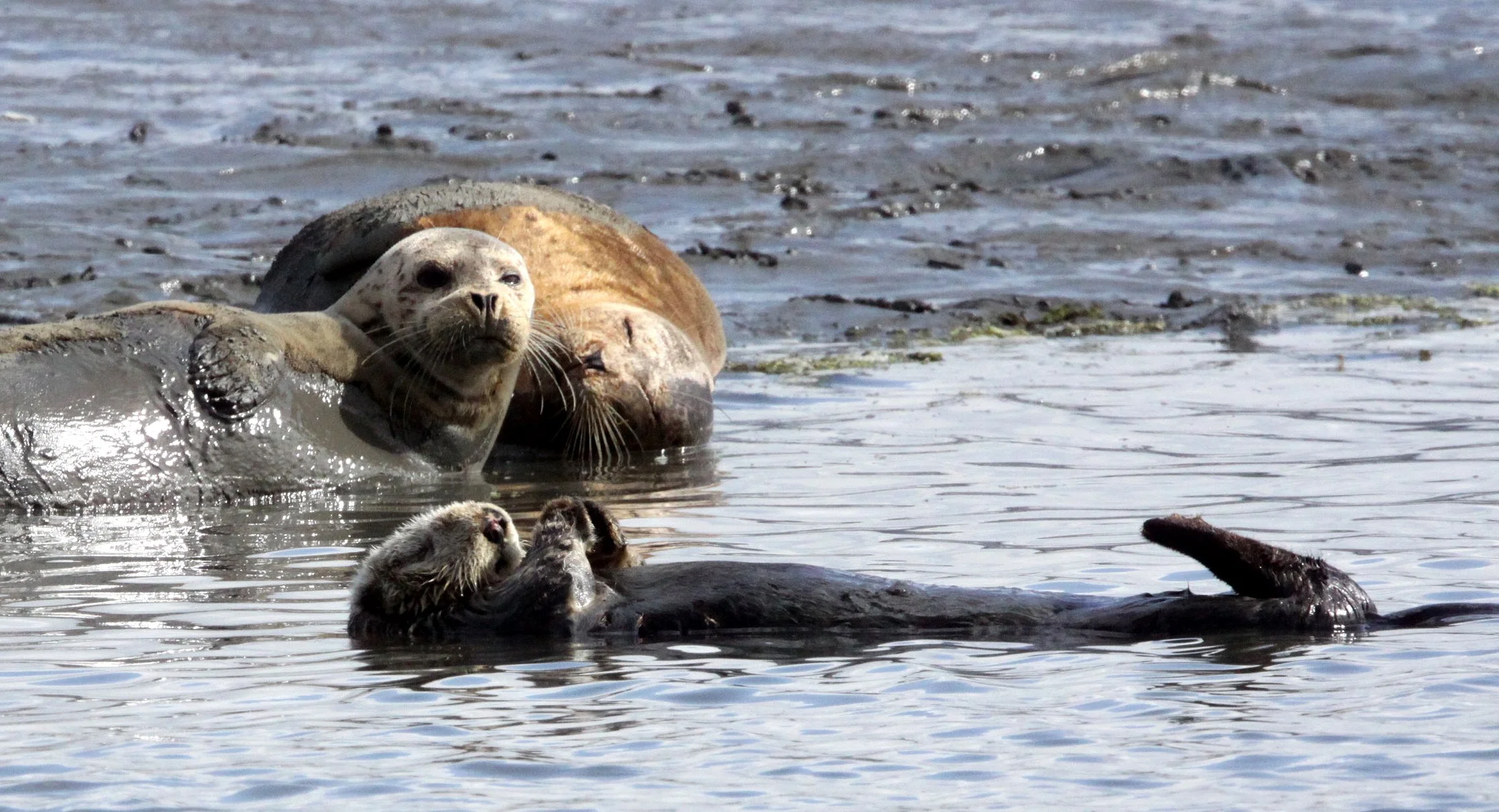 Enhydra lutris nereis - CALIFORNIA SEA OTTER - ELKHORN SLOUGH  WILDLIFE REFUGE CALIFORNIA (30).JPG