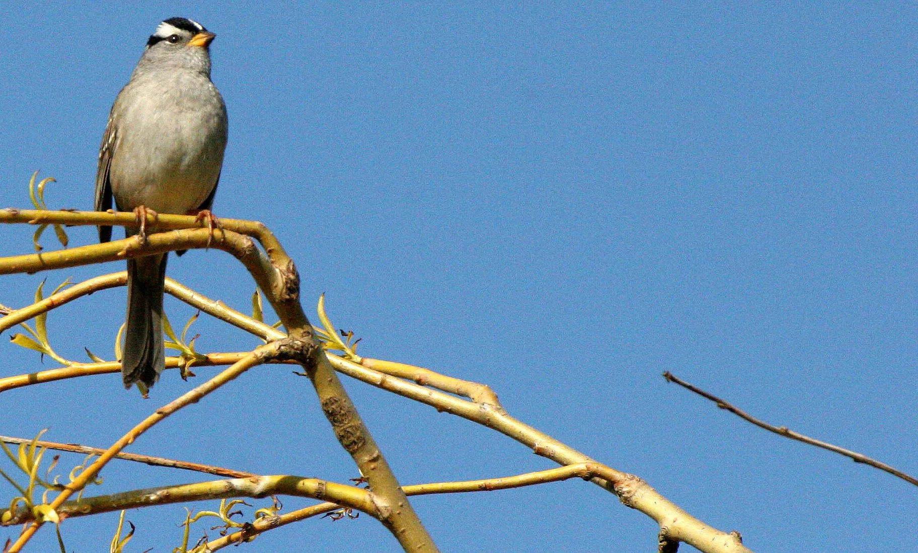 BIRD - SPARROW - WHITE-CROWNED SPARROW - LAKE FARM WOODS WA (10).JPG