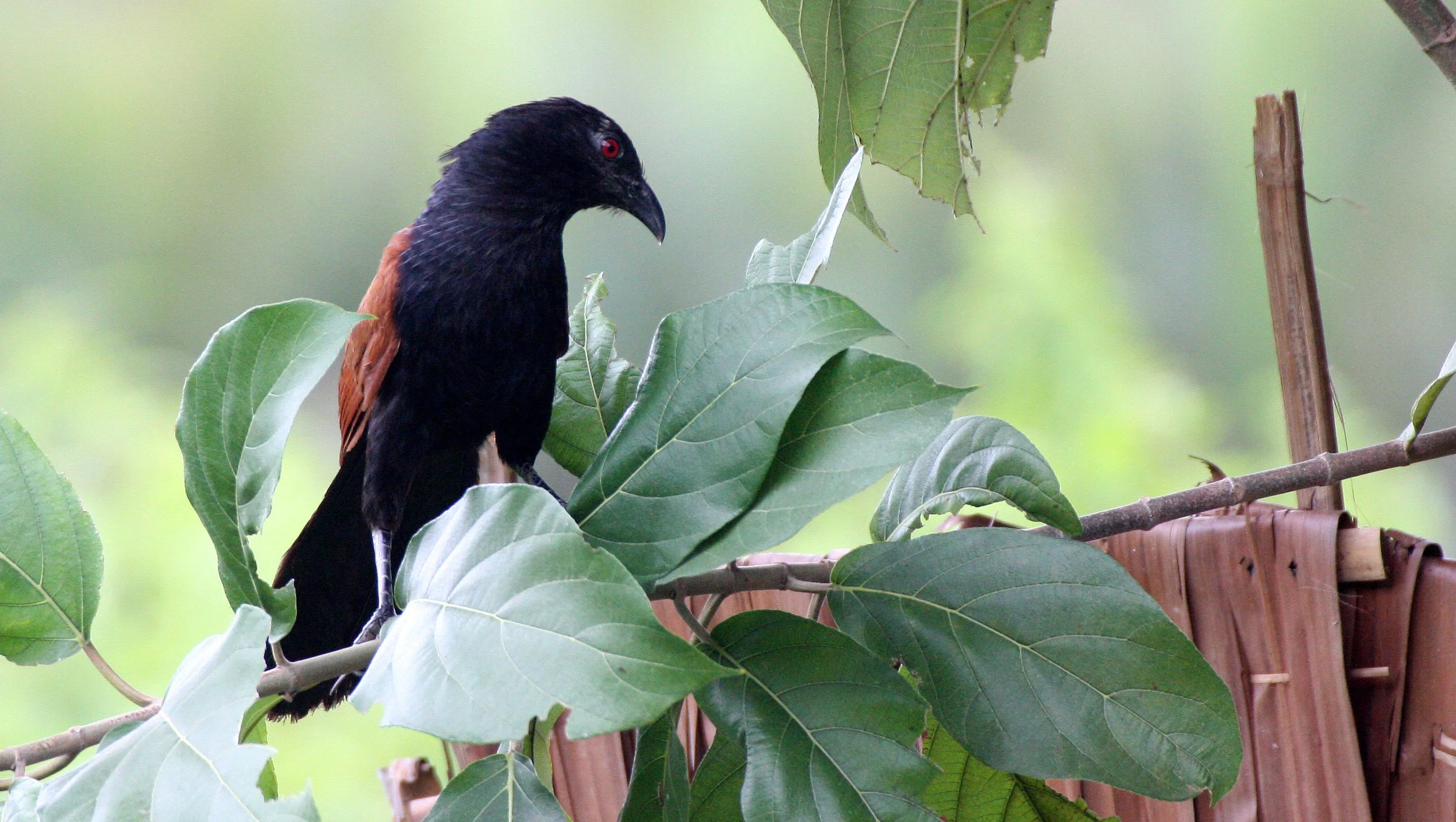 Greater Coucal (Centropus sinensis) Koh Lanta Thailand (5).JPG