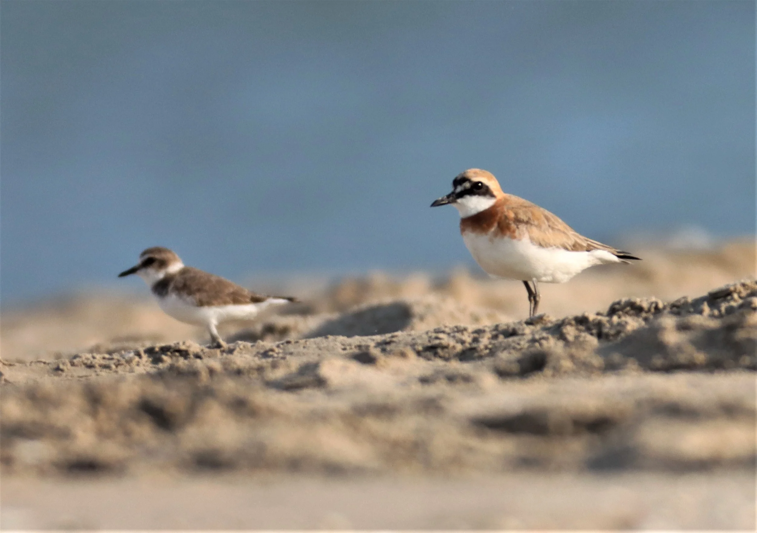 PLOVER - GREATER SAND-PLOVER -Charadrius leschenaultii - PAK THALE PETBURI (61).jpg