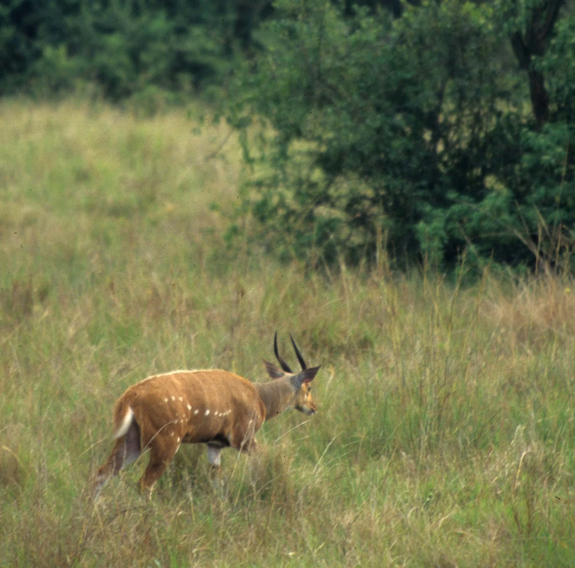 BOVID - BUSHBUCK - UGANDA (3).jpg
