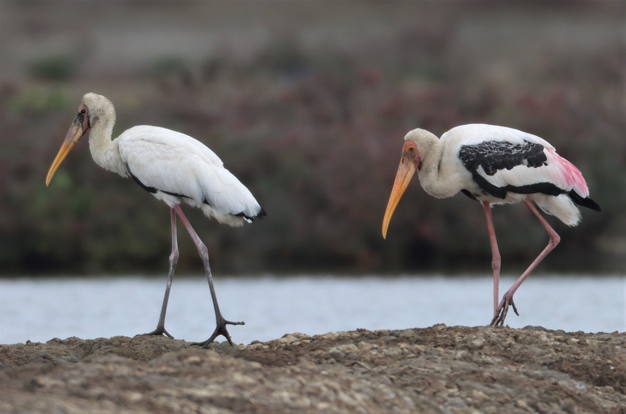 STORK - MILKY STORK - Mycteria cinerea - WITH PAINTED STORK - KHLONG TAMRU CHONBURI (36).jpg