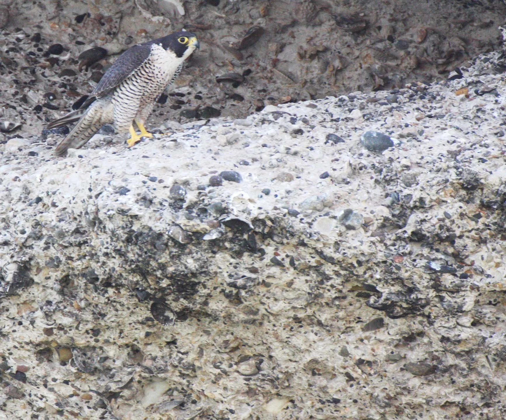 Falco peregrinus anatum - AMERICAN PEREGRINE FALCON - SAN IGNACIO LAGOON BAJA MEXICO (16).JPG