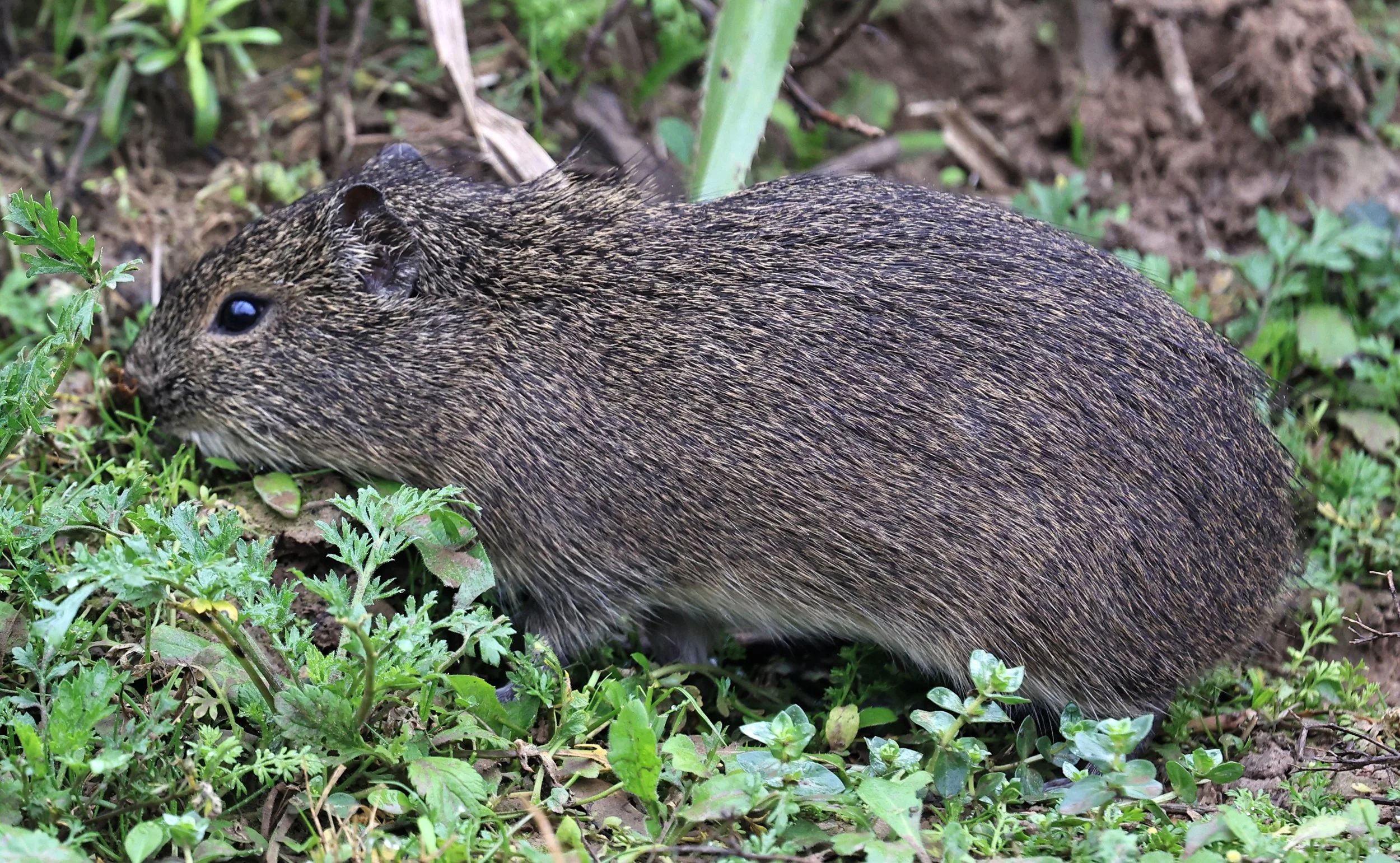 Brazilian Guinea Pig or Cavy (Cavia aperea) Reserva Natural Ceibas, Entre Rios, Argentina (171).jpg
