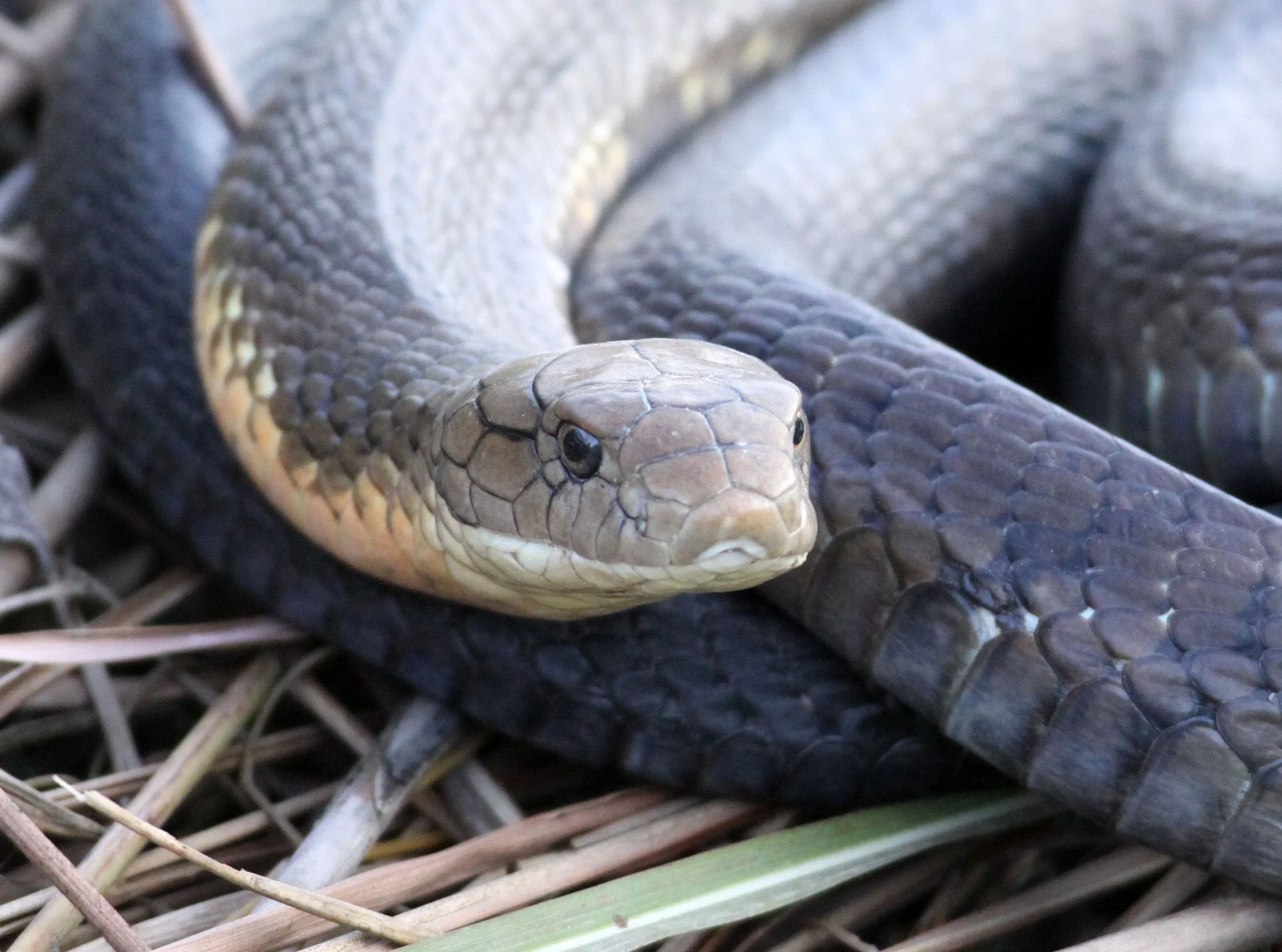 Ophiophagus hannah - KING COBRA - KAZIRANGA NATIONAL PARK ASSAM INDIA (18).JPG