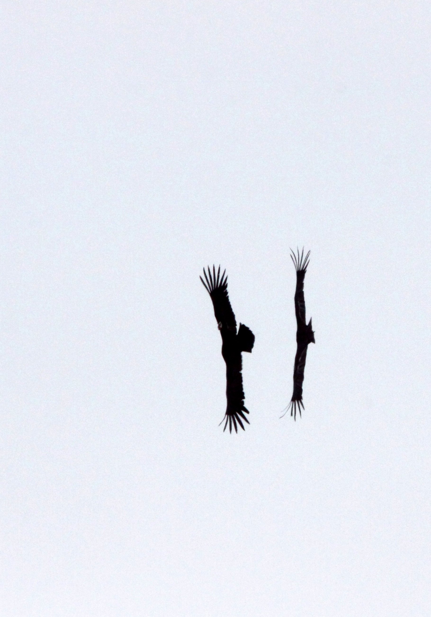 Gymnogyps californianus - CALIFORNIA CONDOR - PINNACLES NATIONAL MONUMENT CALIFORNIA (51).JPG