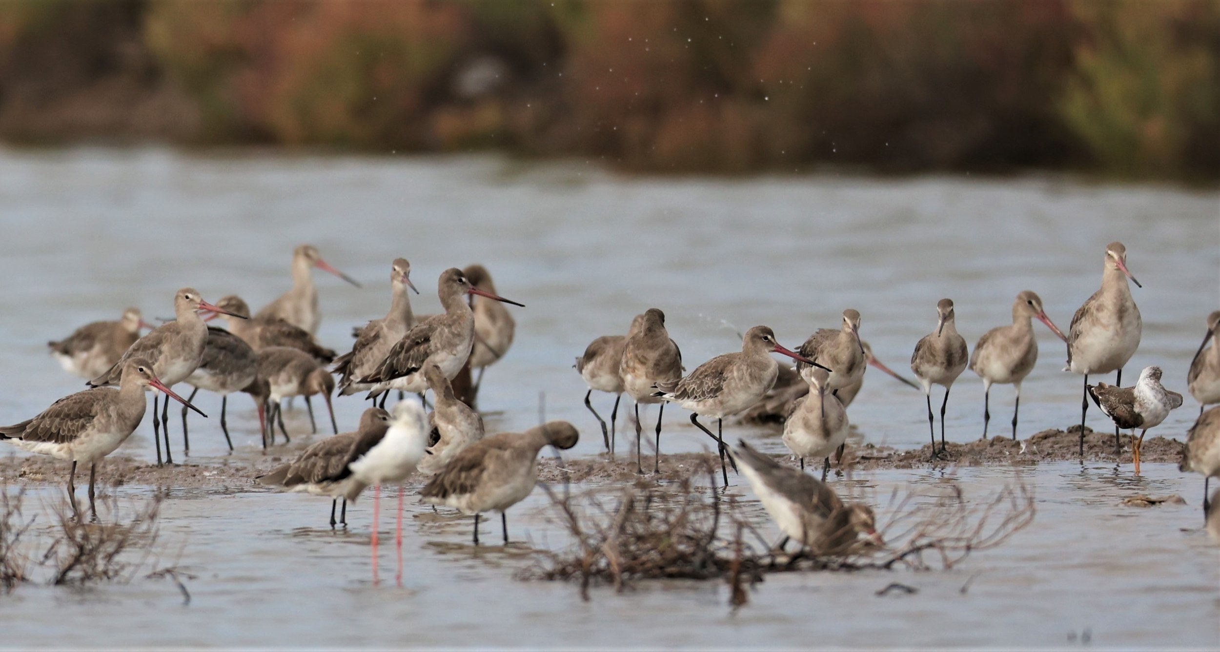GODWIT - BLACK-TAILED GODWIT - Limosa limosa - BANG PU MANGROVE FOREST RESERVE SEP 21 21 (18).jpg