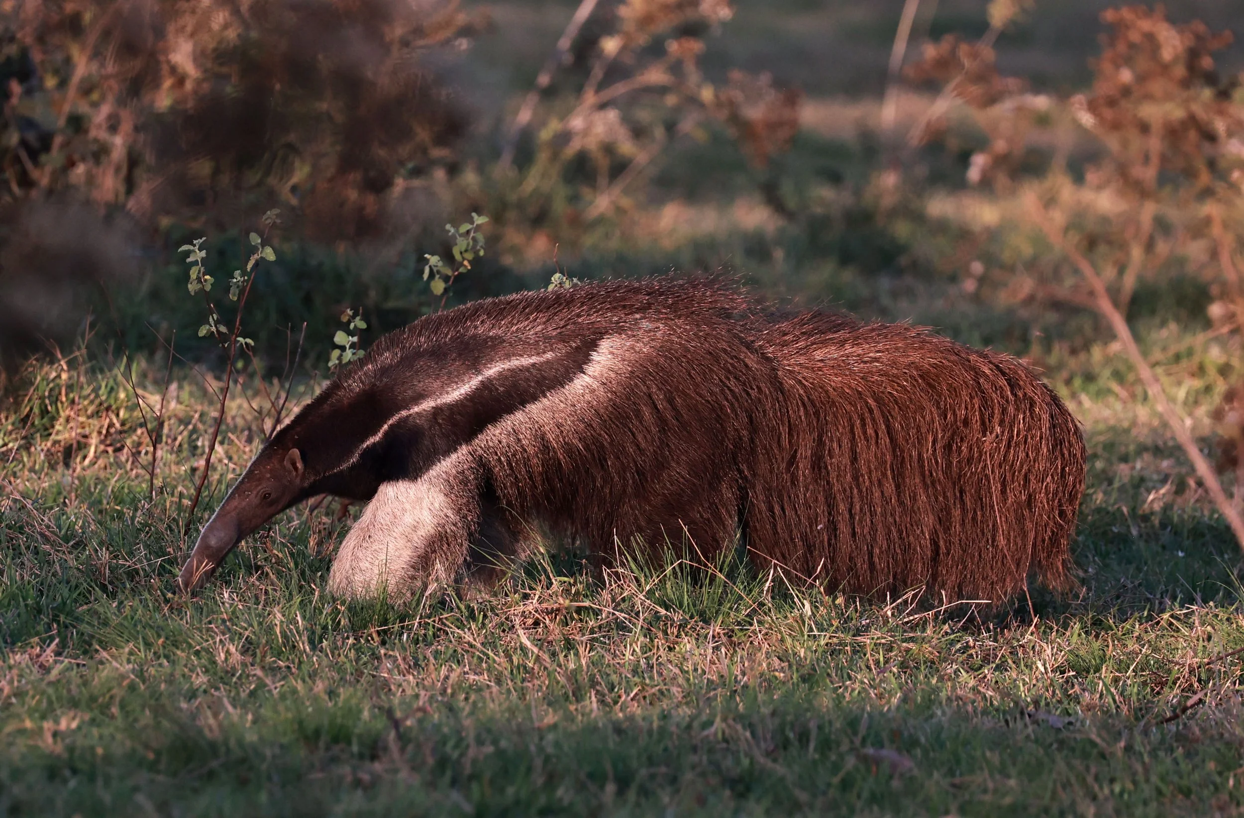 Myrmecophaga tridactyla - Giant Anteater - Pousada Aguape - Fazenda São José Zona Rural, Aquidauana, Mato Grosso do Sul, Brazil (157).jpg