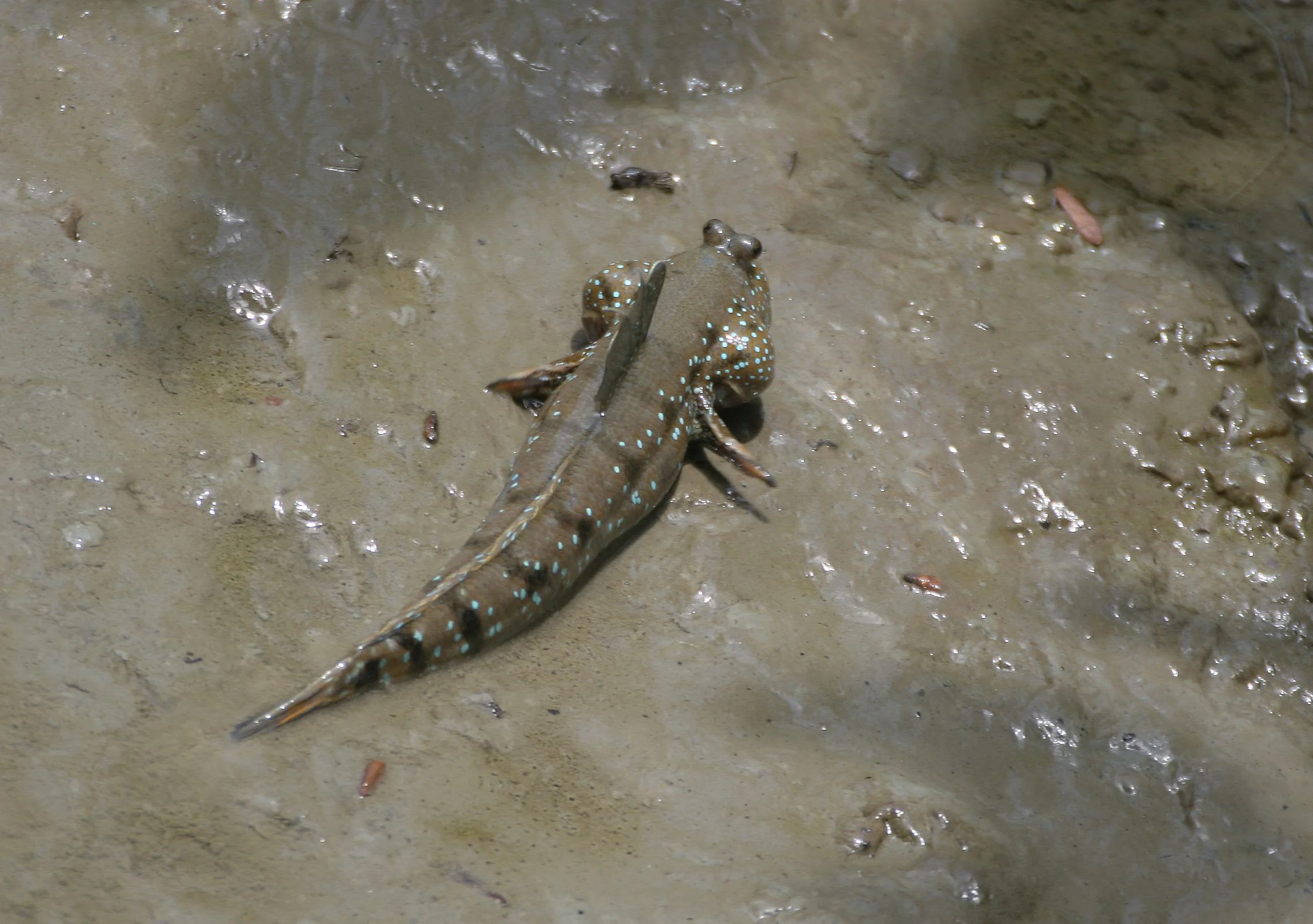 Gobiidae - Boleophthalmus boddarti - Blue-spotted or Goggle-eyed Mudskipper - Khao Sam Roi Yod 