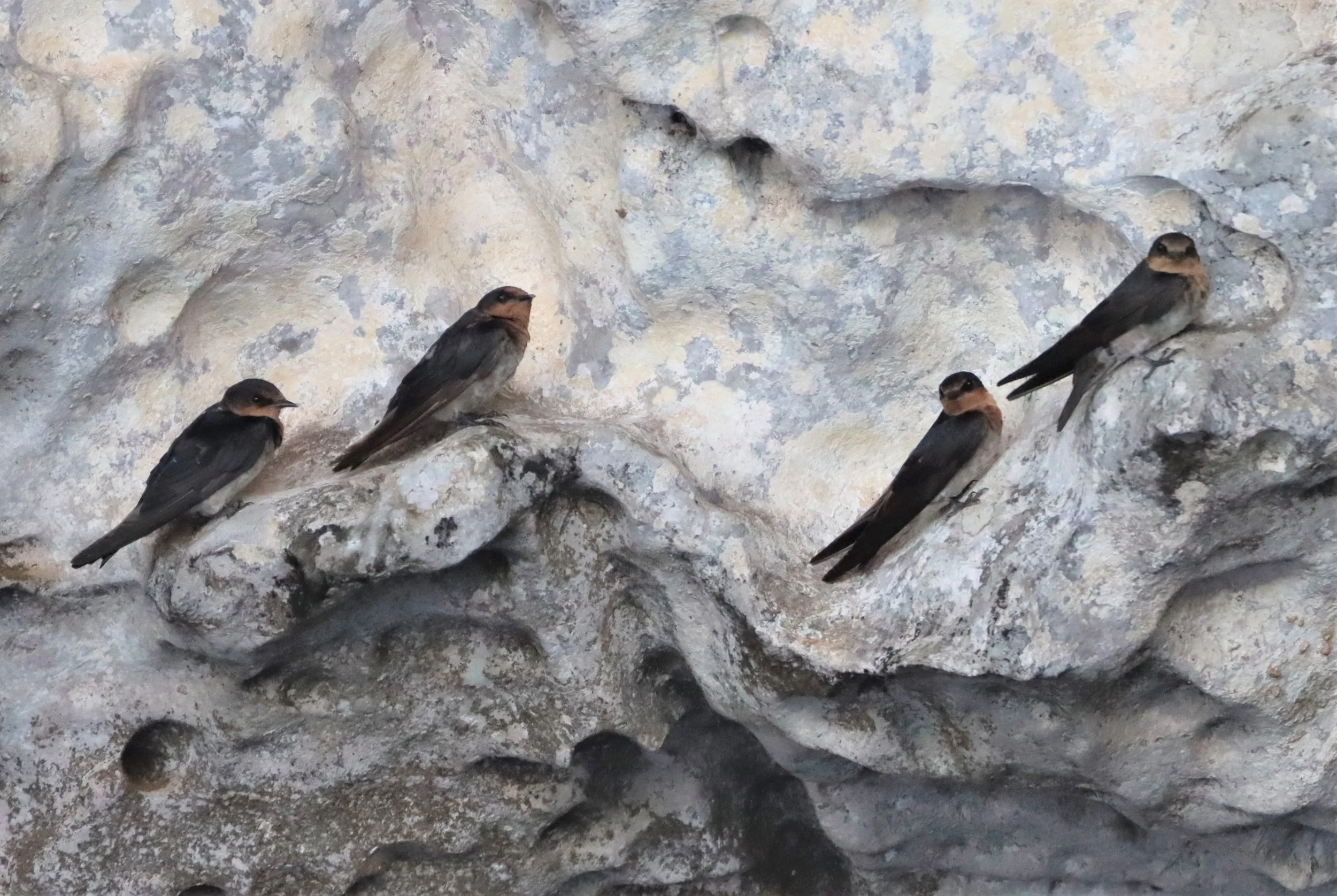Barn Swallow (Hirundo rustica) Ao Phang Nga NP Thailand (6).jpg