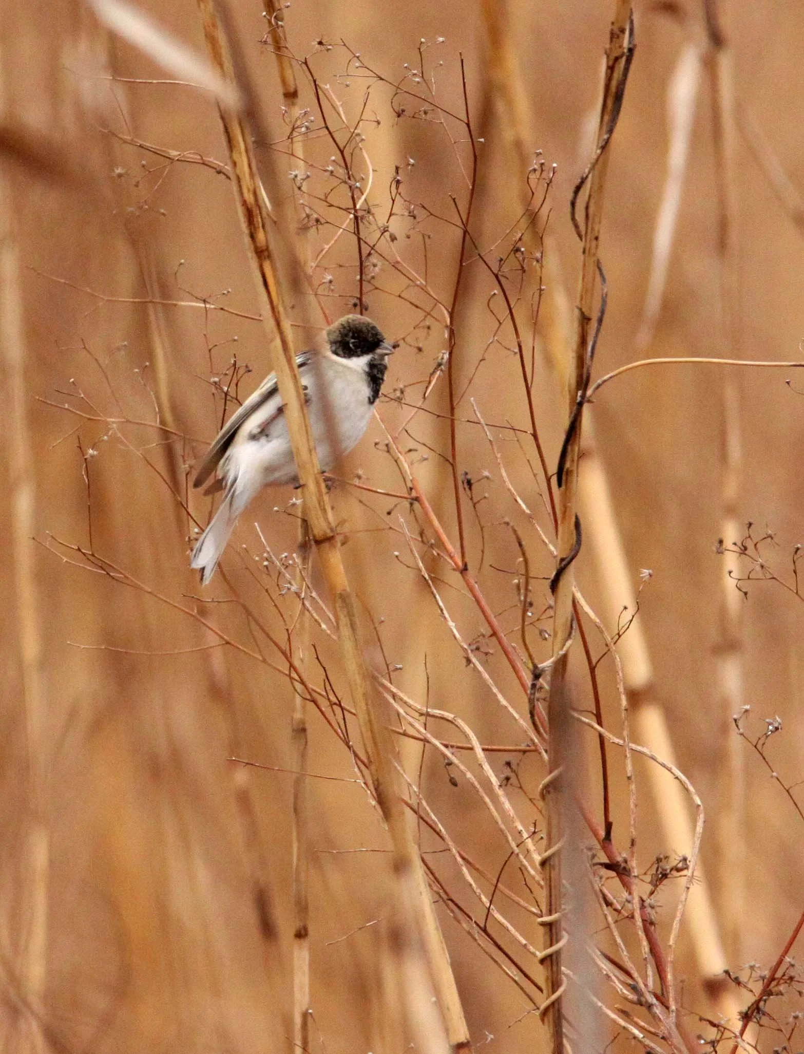 Pallas's (Reed) Bunting (Emberiza pallasi) Yancheng China (11).JPG
