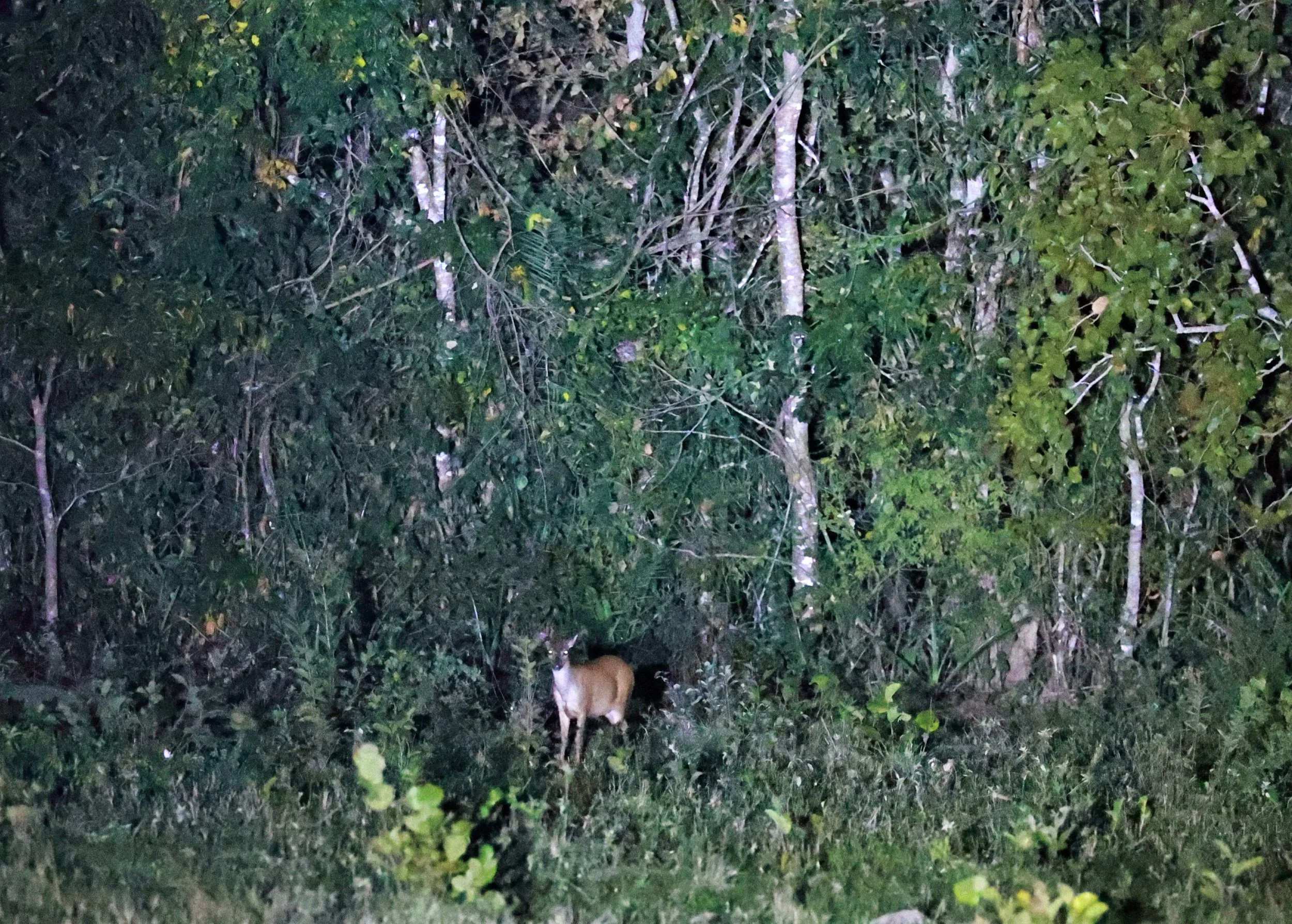 Mazama americana - Red Brocket - Pousada Aguape - Fazenda São José Zona Rural, Aquidauana, Mato Grosso do Sul, Brazil (14).JPG