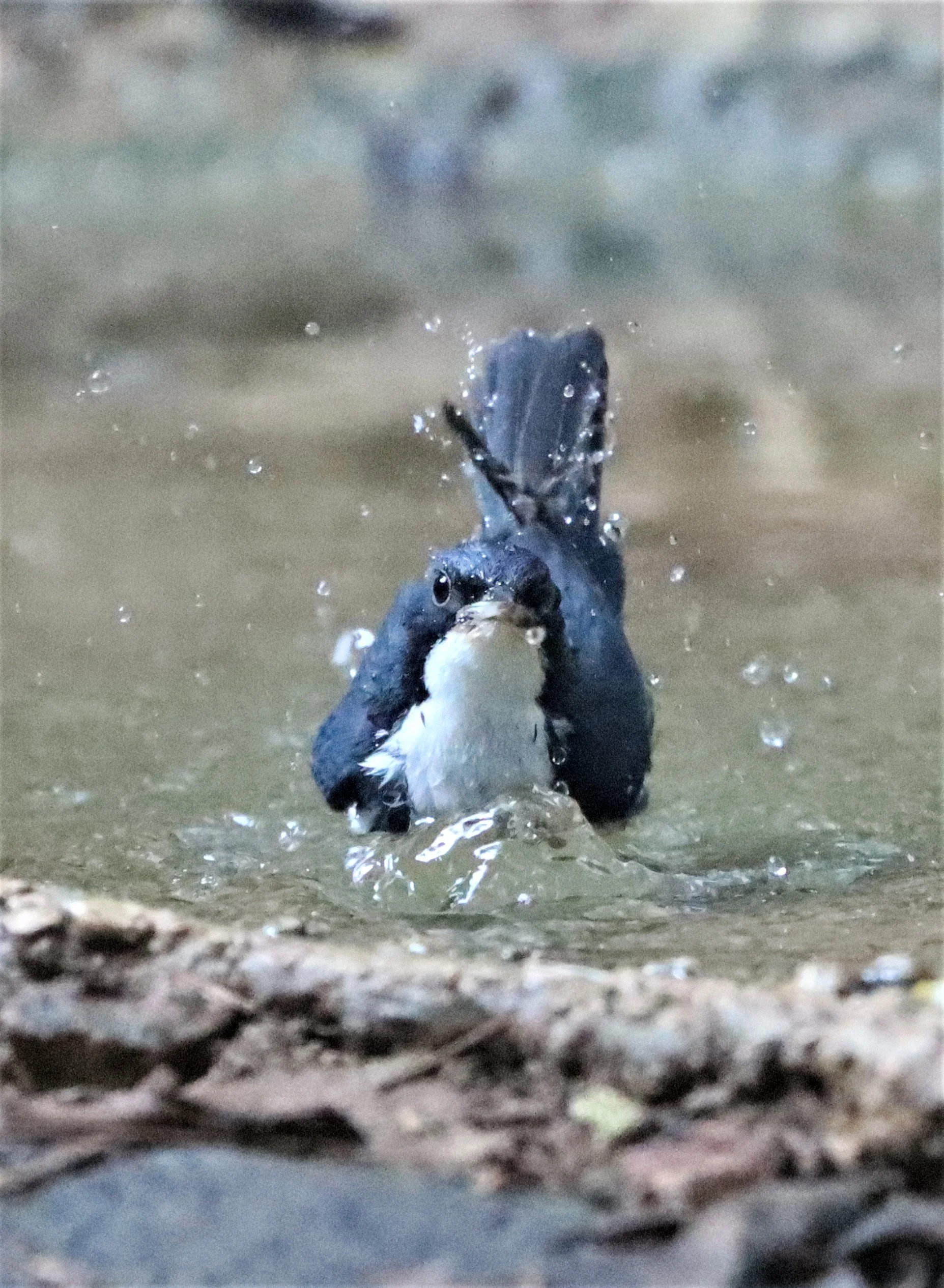 ROBIN - SIBERIAN BLUE ROBIN - Luscinia cyane - NEUNG HIDE, KAENG KRACHAN 2021 (29).jpg