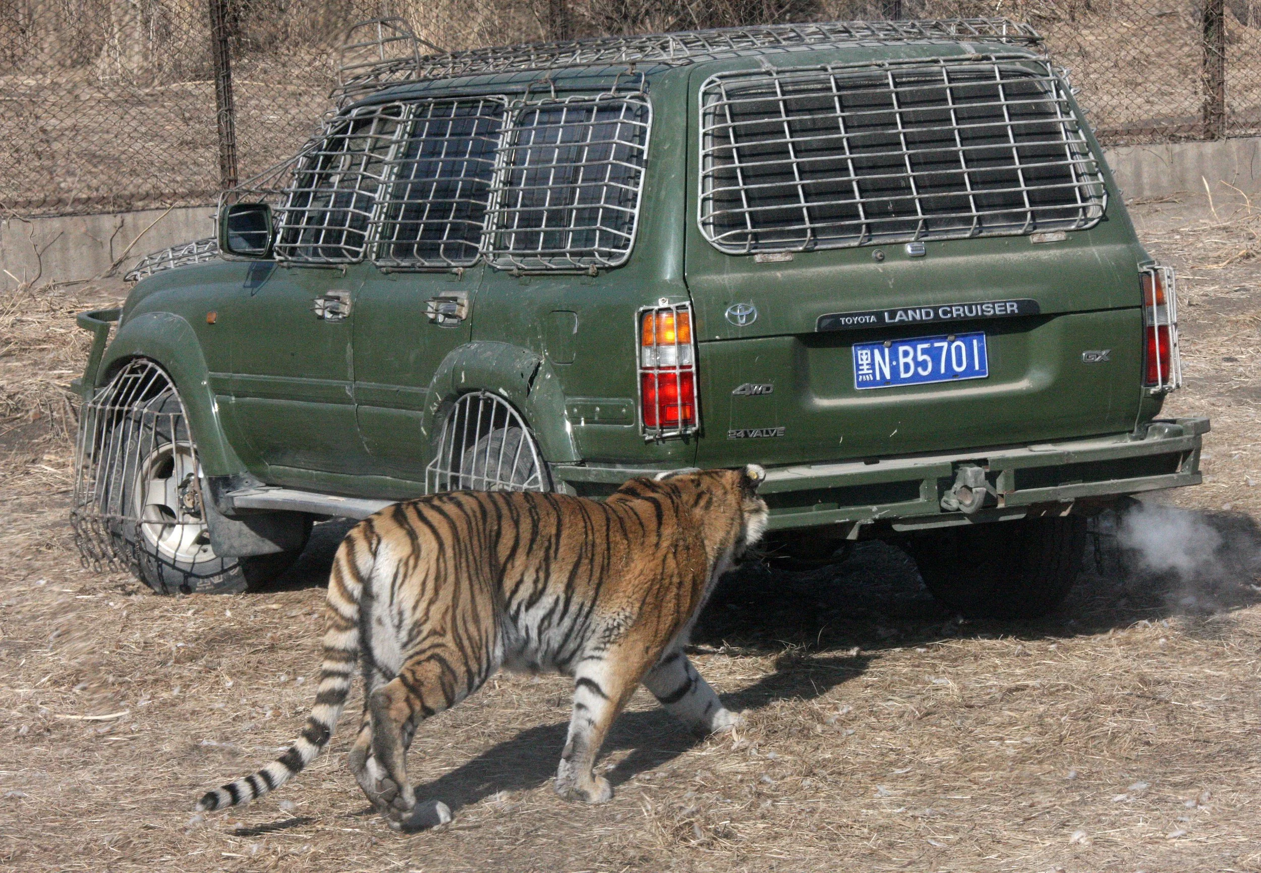 Panthera tigris altaica - SIBERIAN TIGER - HARBIN SIBERIAN TIGER PARK  (44).JPG