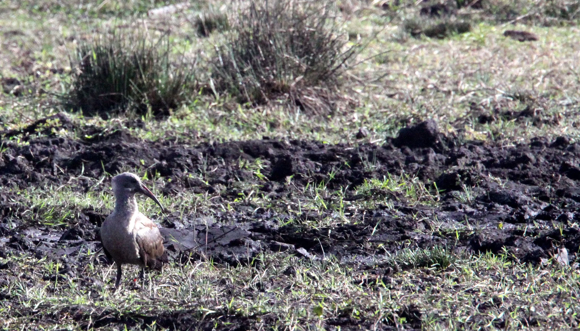 IBIS - HADADA IBIS - Bostrychia hagedash - SAINT LUCIA NATURE RESERVES SOUTH AFRICA (3).JPG
