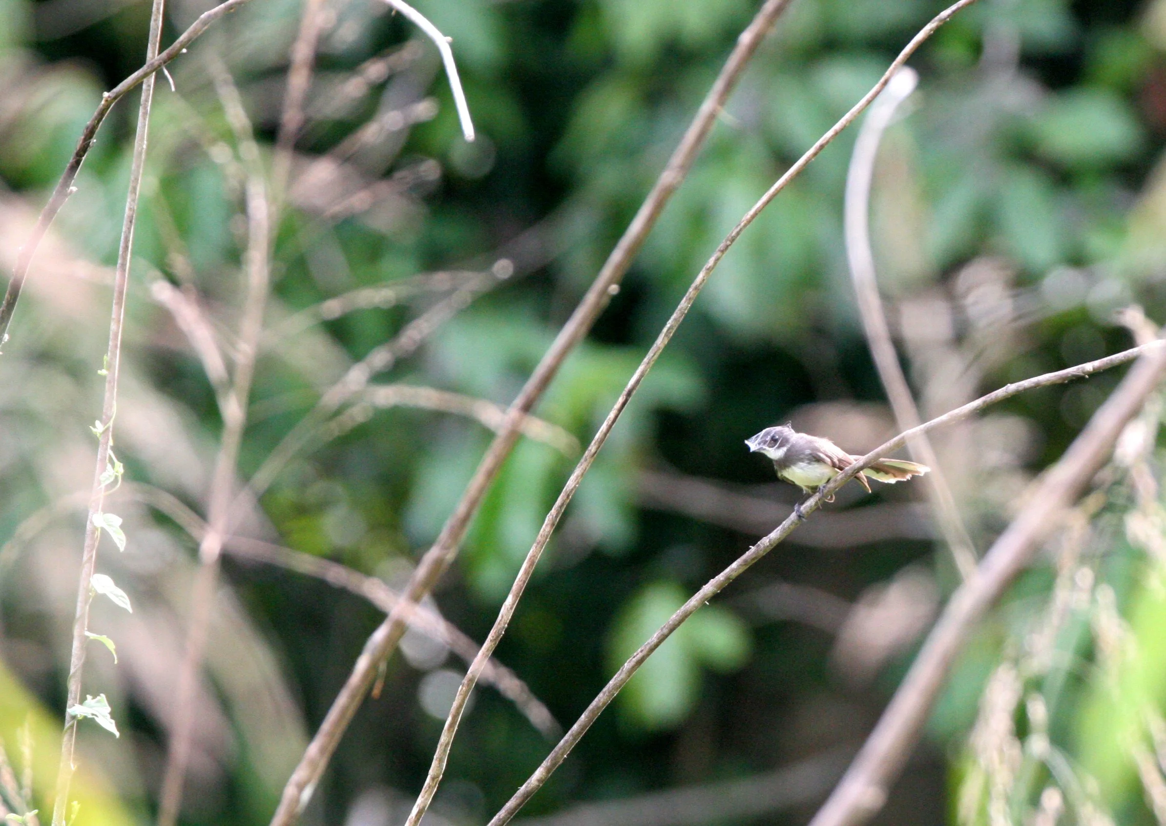FANTAIL- WHITE-THROATED FANTAIL - Rhipidura albicollis - TABIN WILDLIFE RESERVE BORNEO (4).JPG