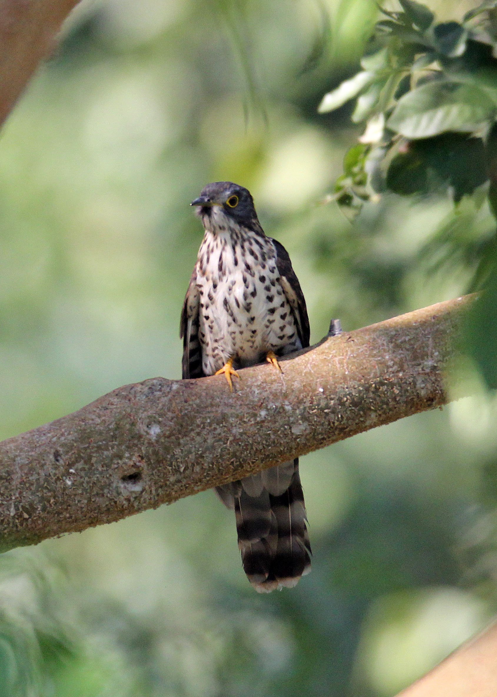 Large Hawk-cuckoo (Hierococcyx sparveroides) Huai Kha Khaeng NWR Thailand (7).JPG