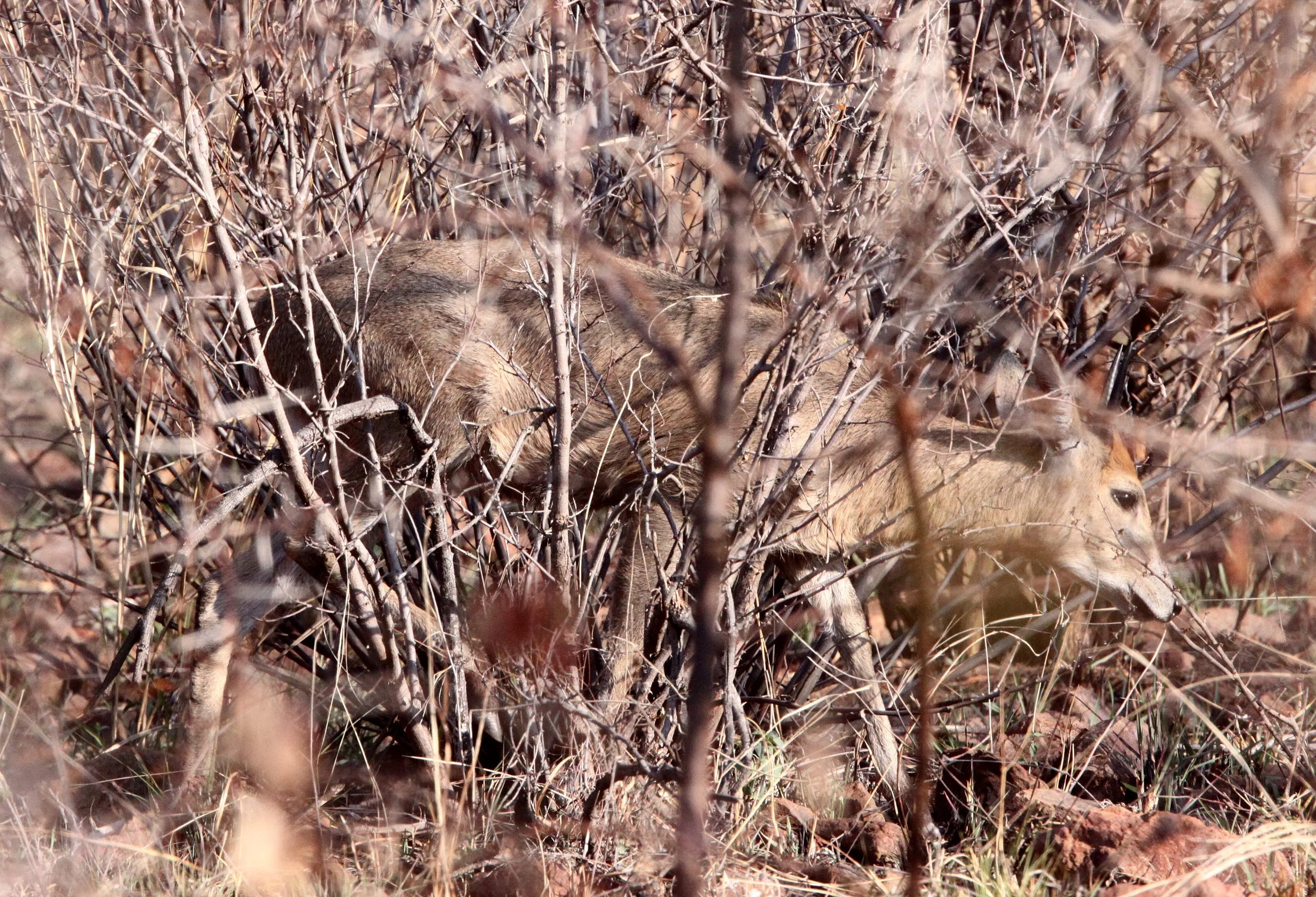DUIKER - LIMPOPO BUSH DUIKER - Sylvicapra grimmia caffra - PILANESBERG NATIONAL PARK SOUTH AFRICA (2).JPG