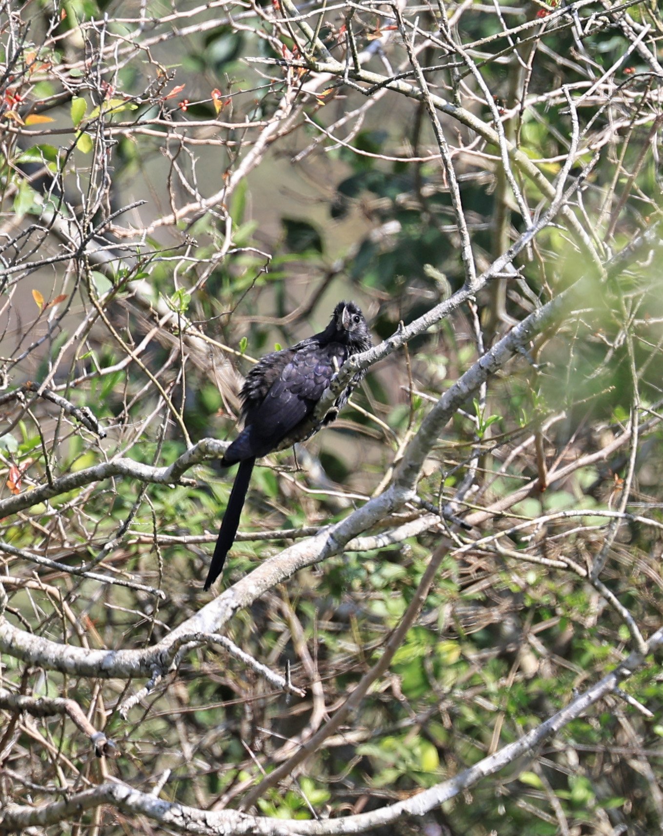 Smooth-billed Ani (Crotophaga ani) Asuncion Paraguay (2).jpg