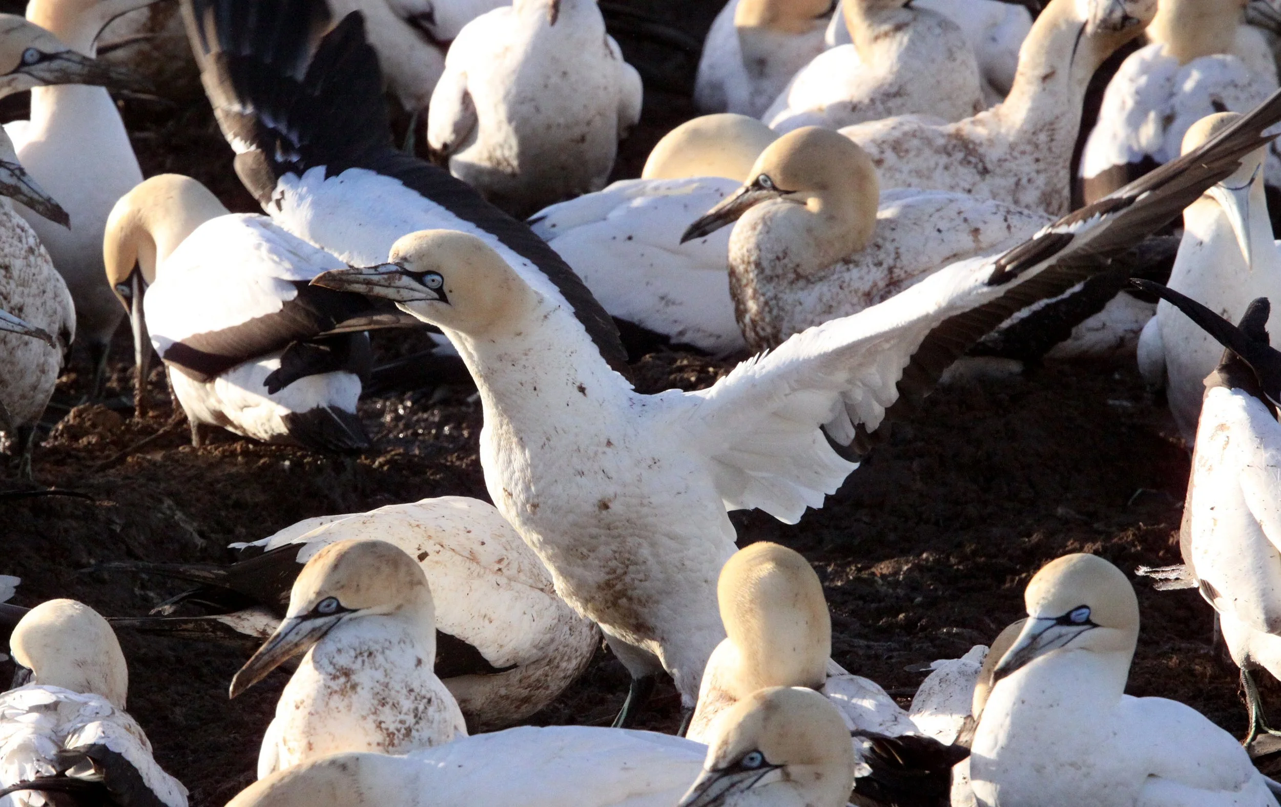 Cape gannet (Morus capensis) Lambert's Bay South Africa (5).JPG