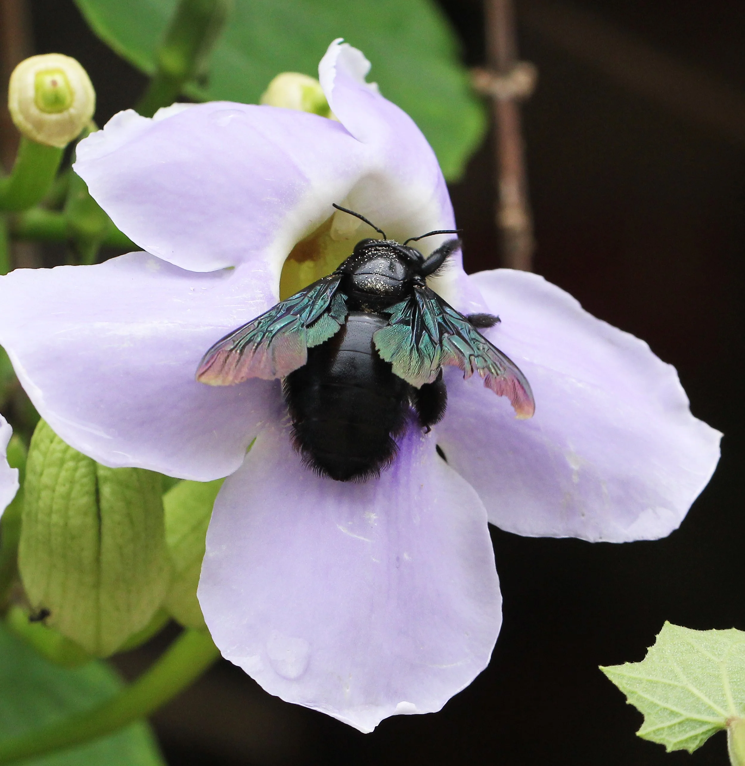 Apidae - Carpenter Bee - Koh Lanta, Thailand