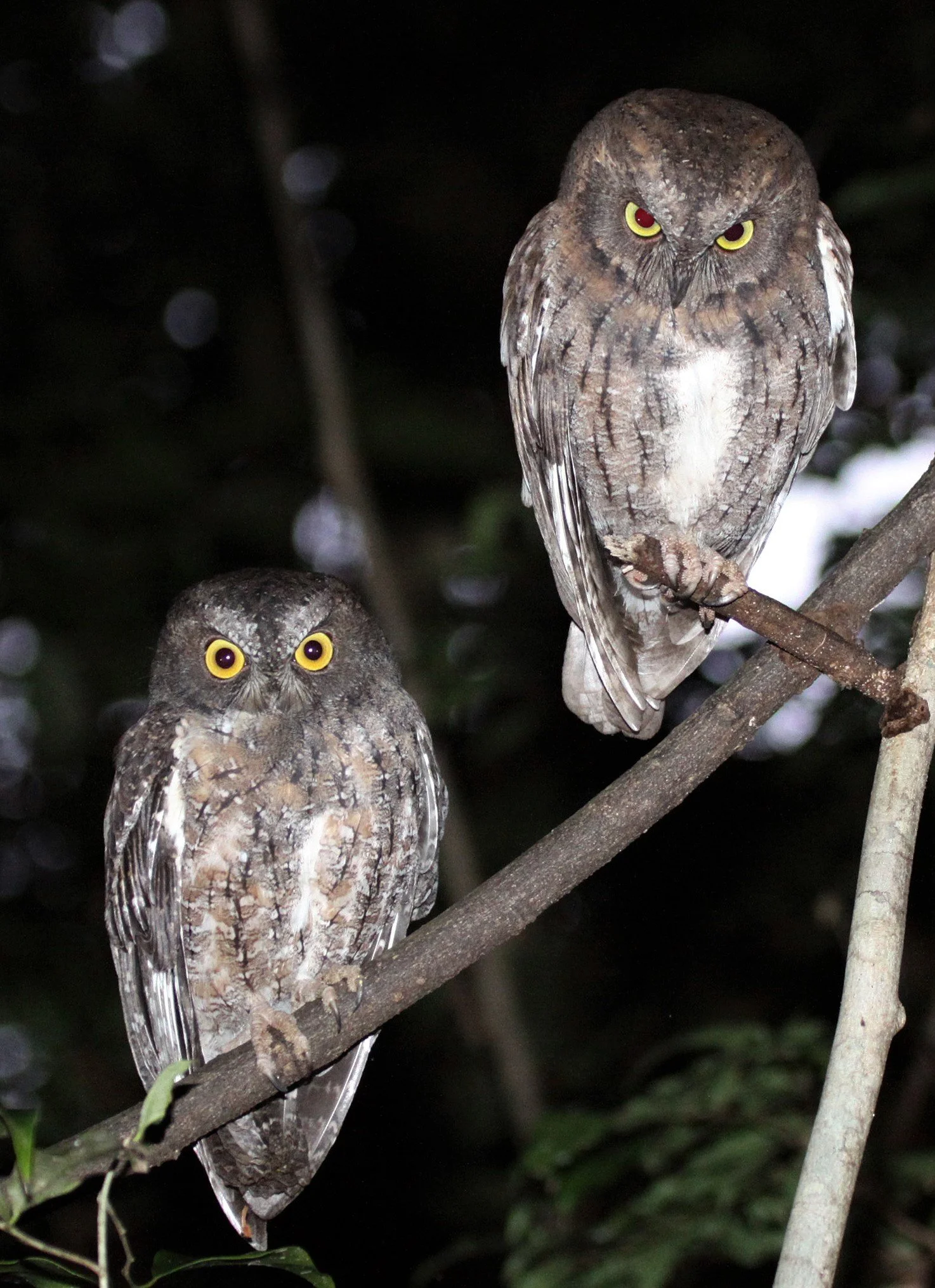 Otus rutilus - MADAGASCAR SCOPS OWL - ANKARANA NATIONAL PARK MADAGASCAR aa.jpg